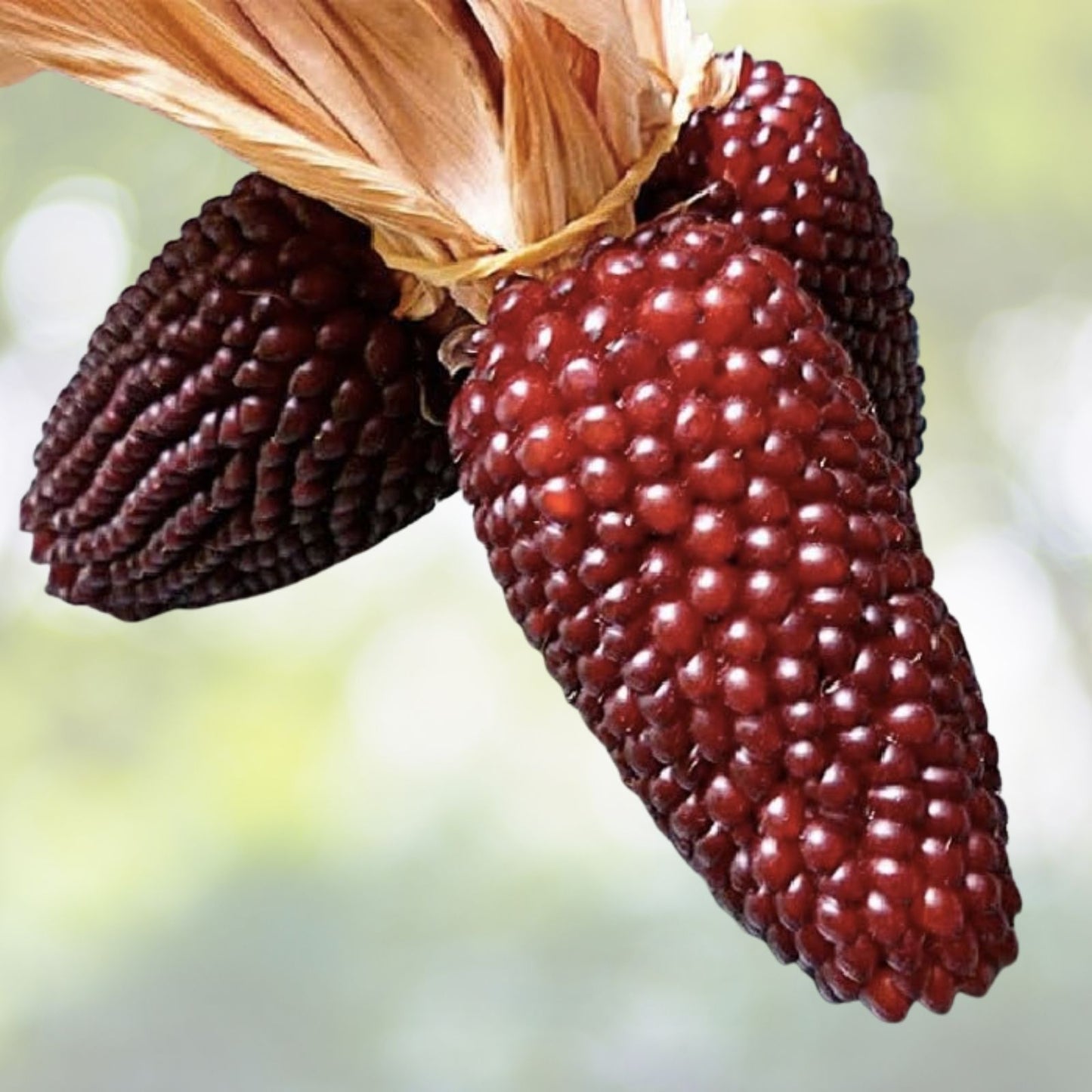Red Strawberry Popcorn Seeds - 20+ Rare Ruby Indian Corn (Zea mays) - Unique Maize for Garden in USA