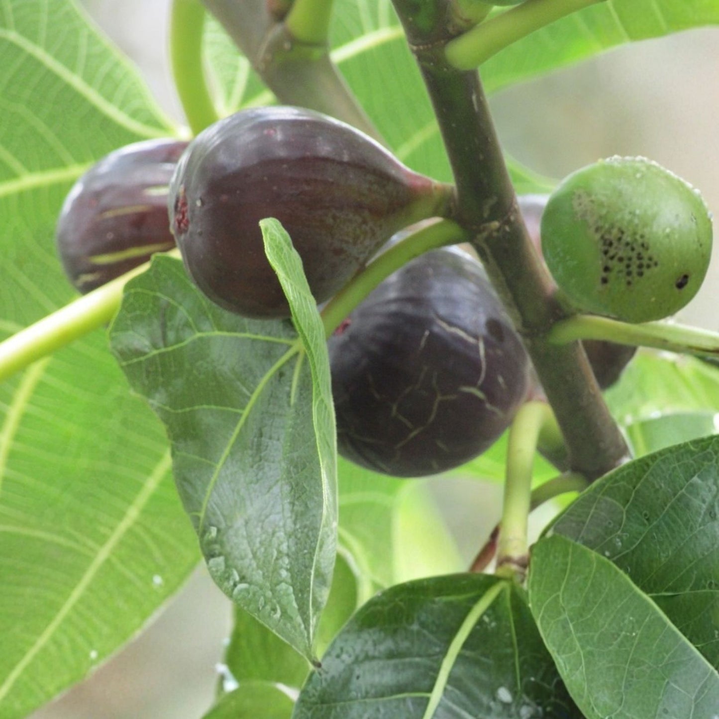 Black Madeira Fig Cutting - Non-Rooted Plant - Ficus carica 'Black Madeira' - Edible Fruit Tree