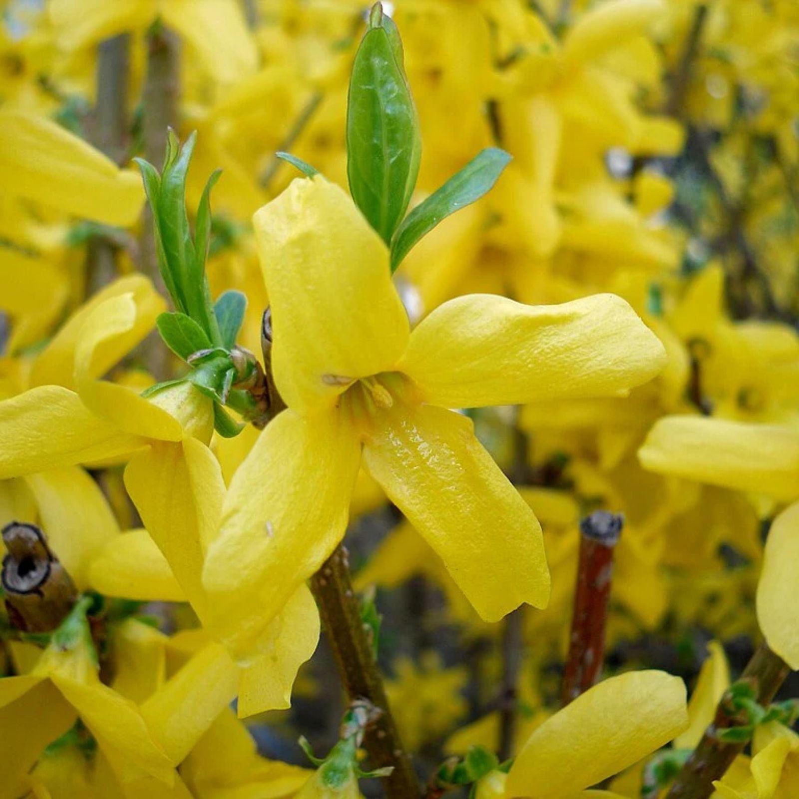 Forsythia Plant Cuttings 6-8" Fresh Unrooted Propagation Cuttings (12) - Forsythia spp. - Spring Blooming Garden Plant