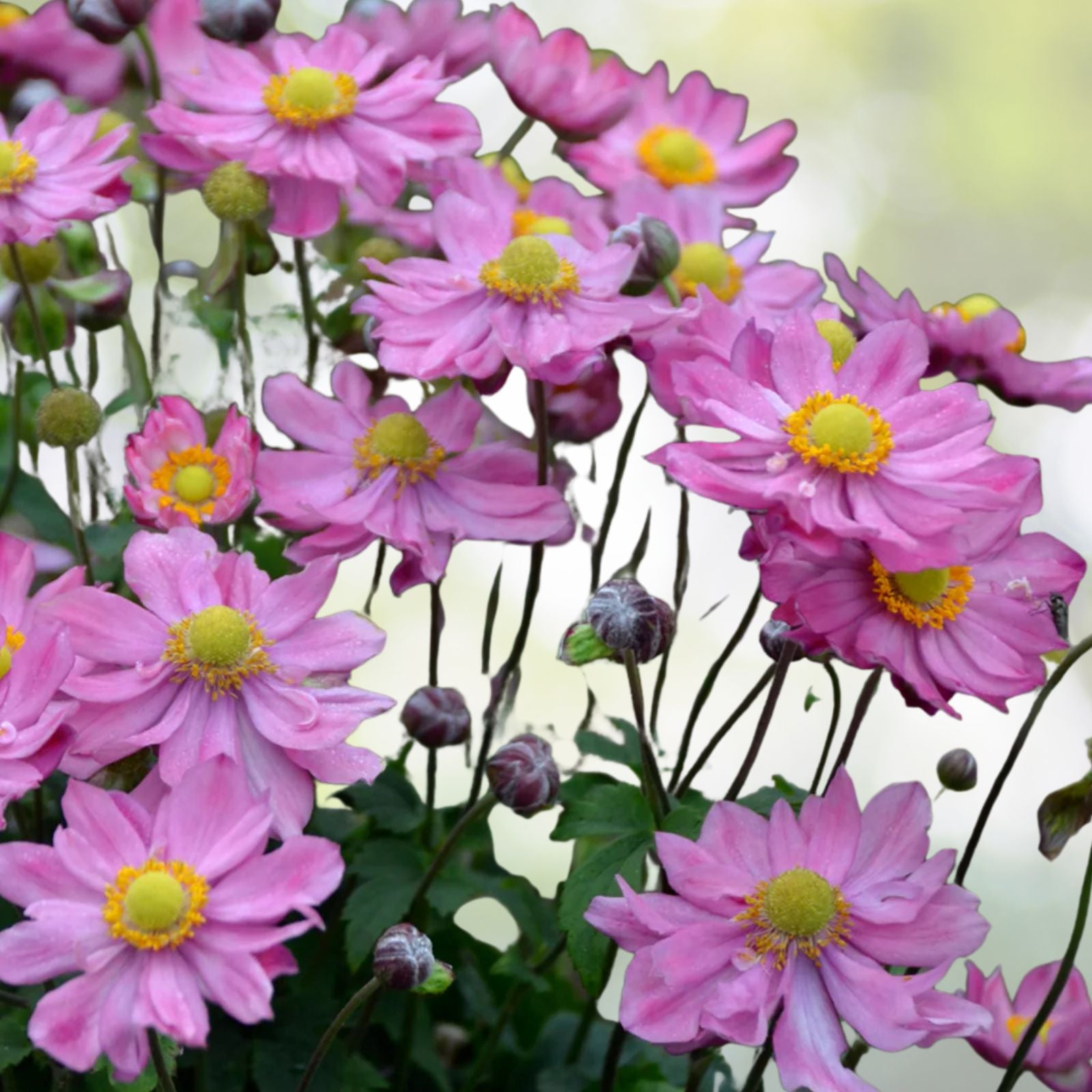 Pink Japanese Anemone Bare Root Live Plant, Hardy Perennial for Fall Bloom, Anemone hupehensis