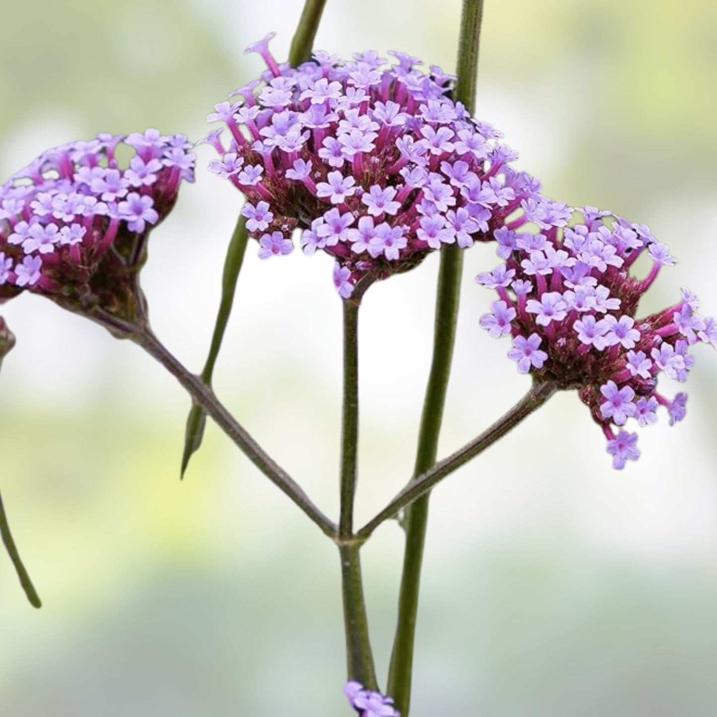 Purple Verbena Seeds - 500 Organic Seeds for Garden, Verbena bonariensis, USA Grown, Free Shipping