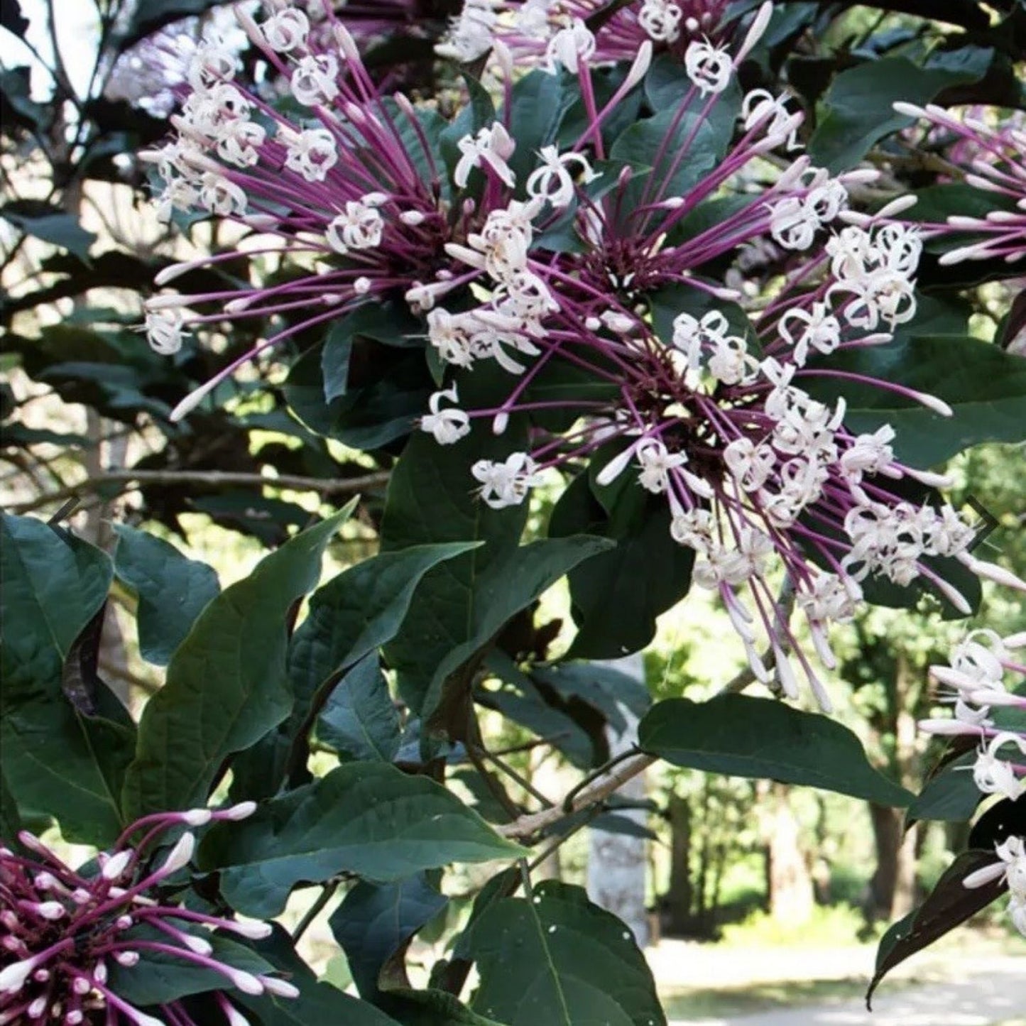Shooting Star Plant Cuttings - 6 Quad Cuttings - Clerodendrum Quadriloculare 'Starburst' - Indoor Garden Decor