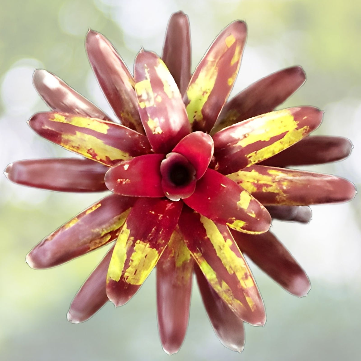 Bromeliad 6" Pot Neoregelia Patches Burgundy Red Foliage Green Splotches Neoregelia spp. Indoor Outdoor Plant Decor