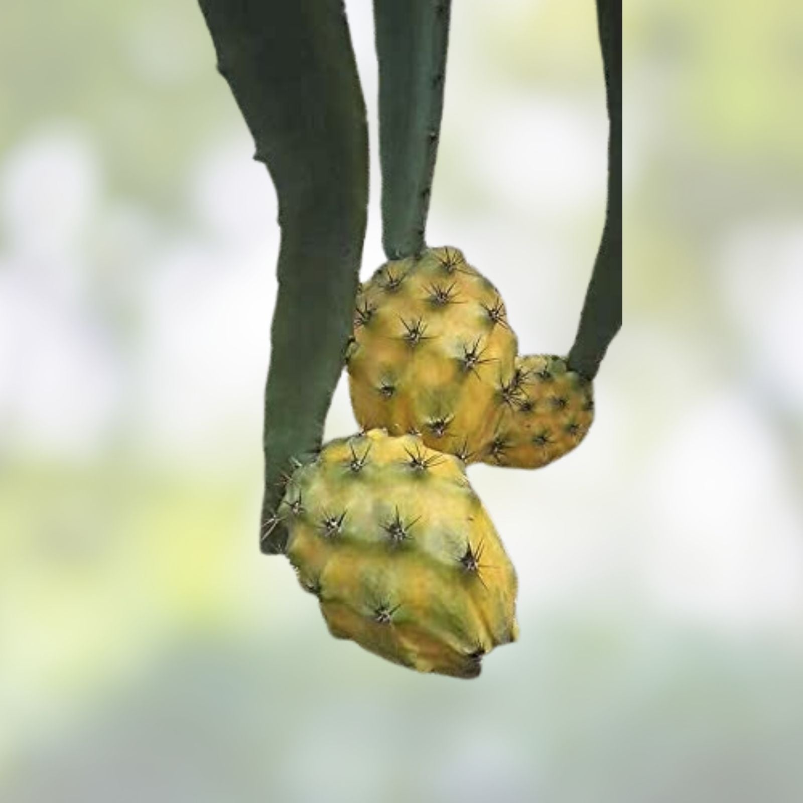 Epiphyllum Dragon Fruit Cutting - Yellow Skin Variety - Tropical Cactus Plant for Home Gardening - Edible Fruit Plant
