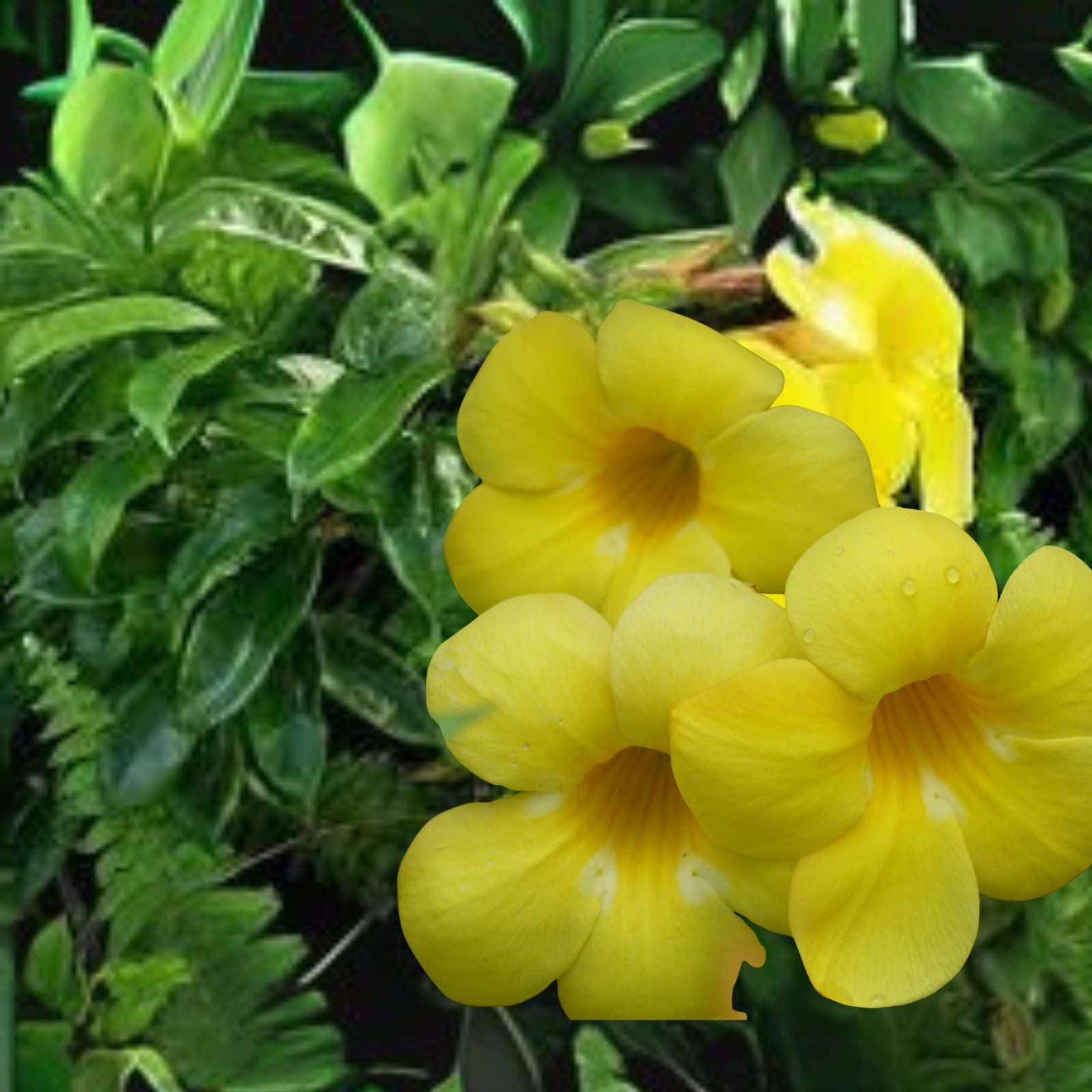 Allamanda Yellow Live Starter Plant 4 8 Inch Tall No Pot Allamanda Cathartica Bush Vine Flower