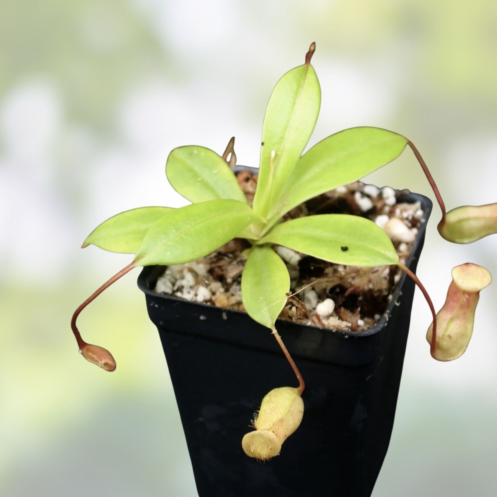 Rooted Pitcher Plant Cutting - Nepenthes ventricosa x sibuyanensis HC - Tropical Carnivorous Plant for Sale