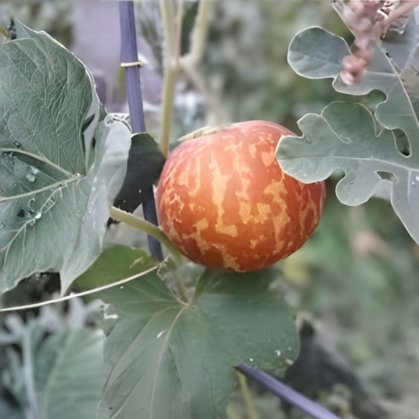 Tiger Melon Seeds - 10 Rare Exotic Fruit Seeds for Gardening - Cucumis melo var. tigrius