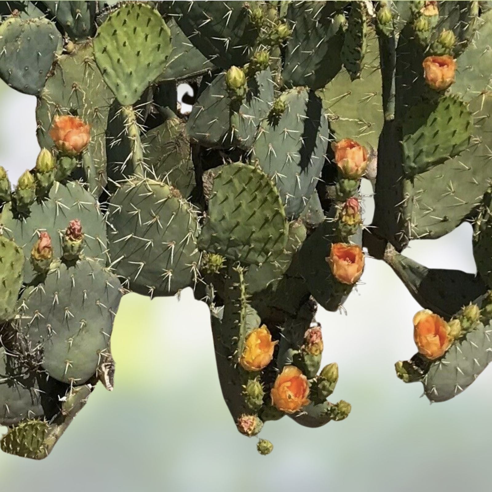 Opuntia Prickly Pear Cactus Pad Cutting - Pandale Texas Variety - Live Succulent Plant Segment