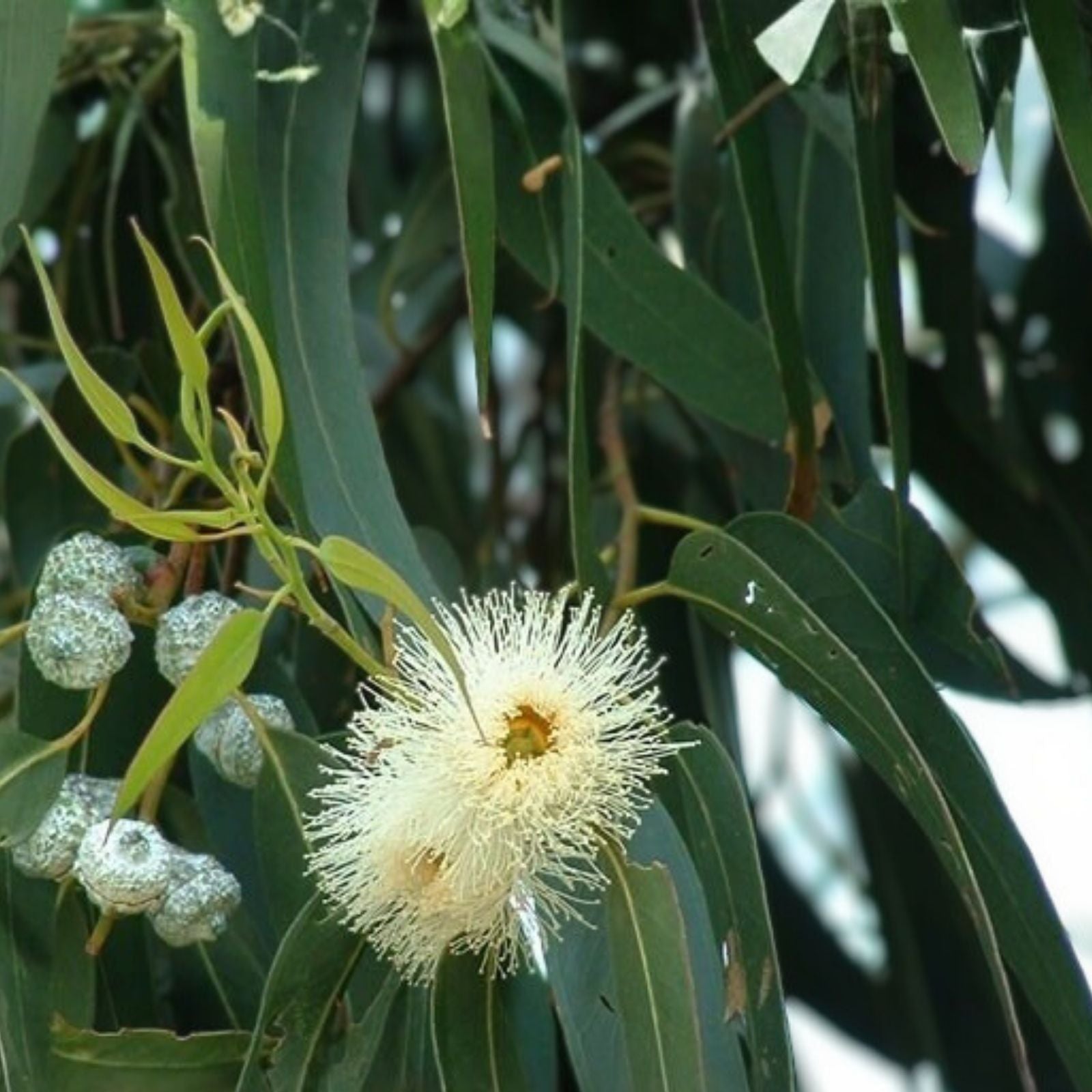 Eucalyptus Seeds 275 Pack Fragrant Variety Eucalyptus globulus USA Seller Free Shipping