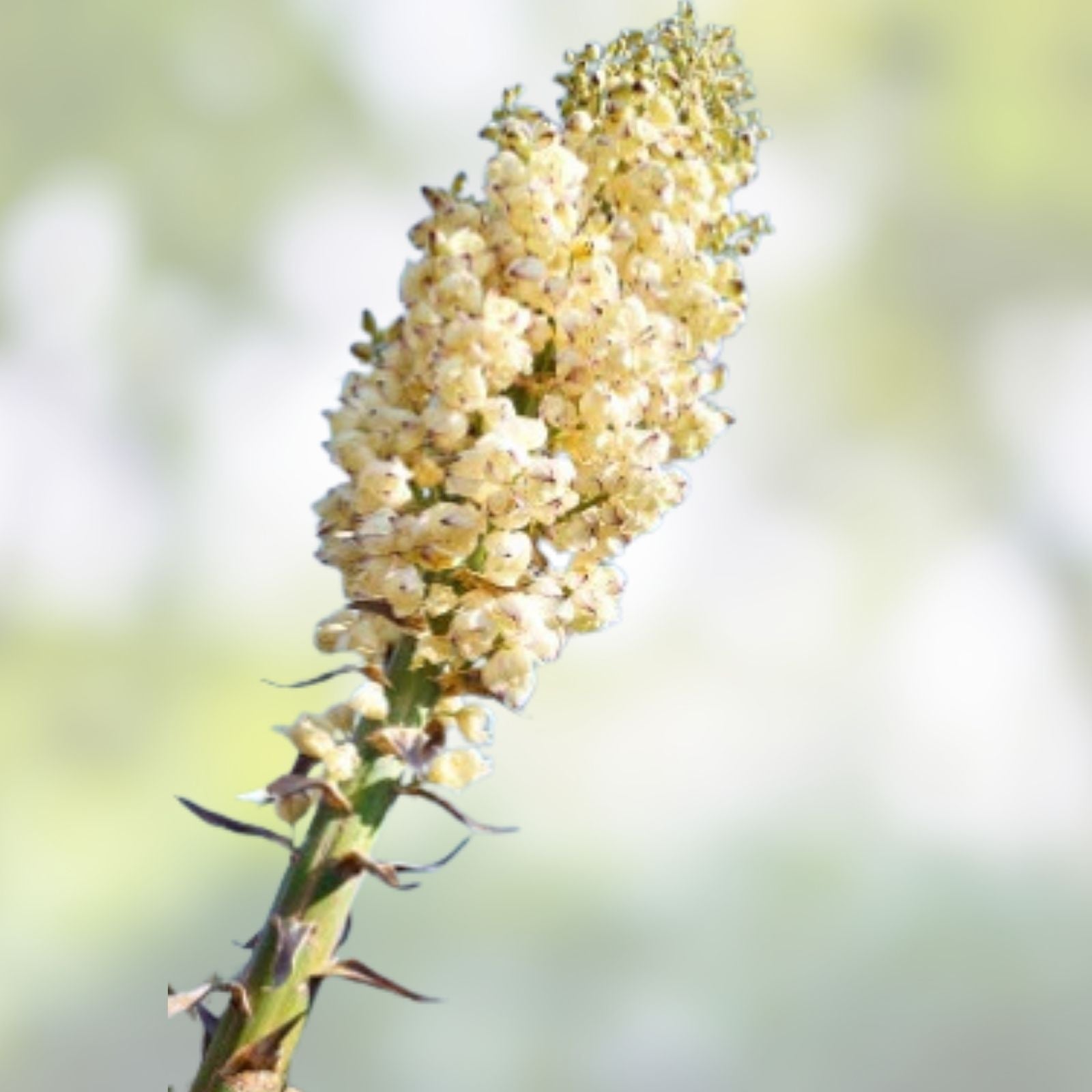 Yucca Seeds 50 Our Lord's Candle Chaparral Whipplei USA Grown Free Shipping