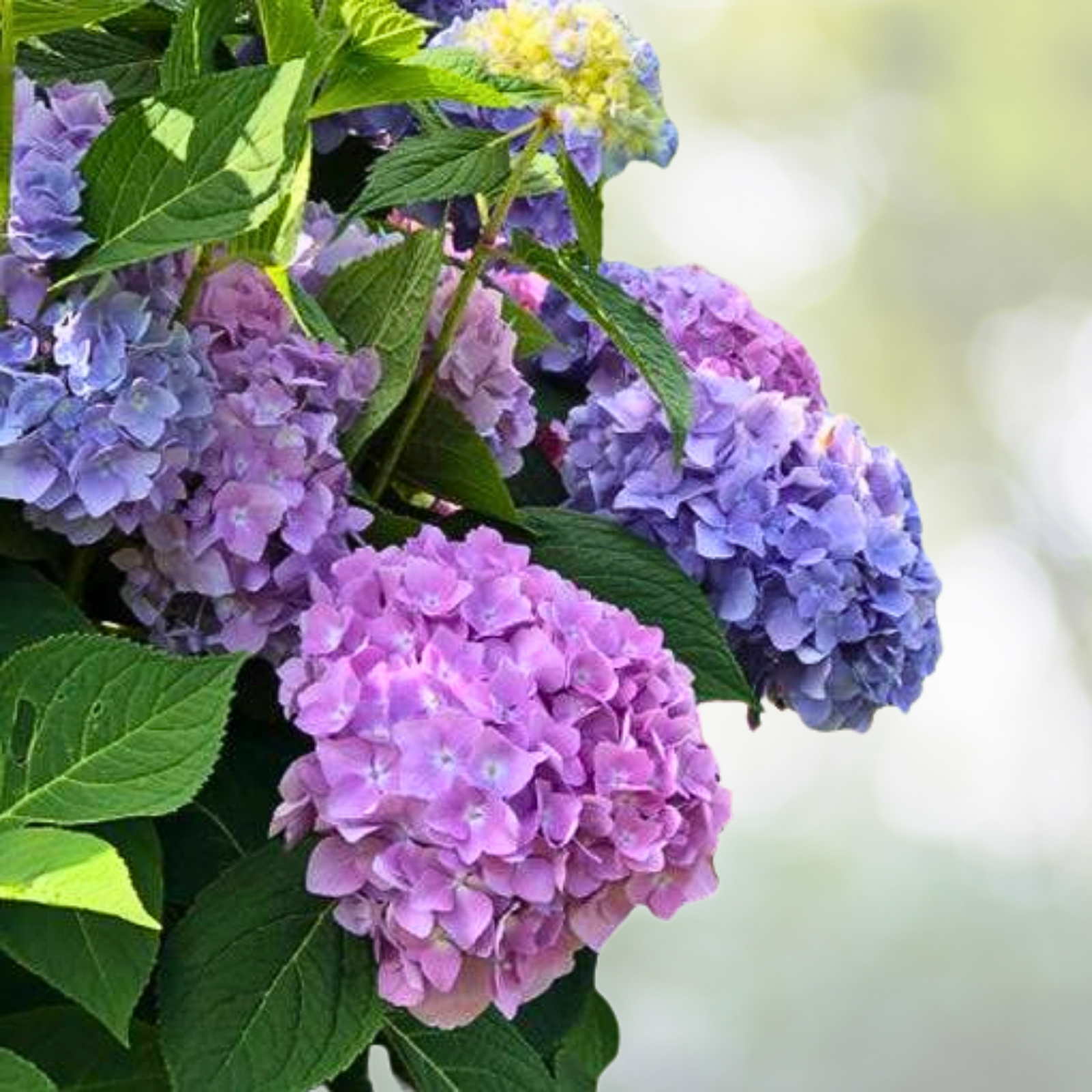 25pcs Hydrangea Flowers - Blue Pink Purple Perennial - Hydrangea macrophylla