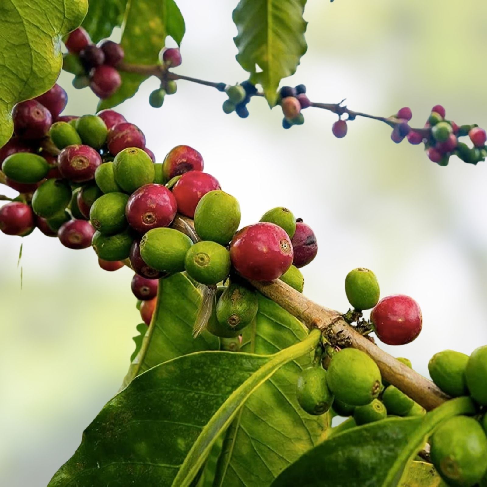 Coffee Seeds for Planting – 20 Seeds – Coffea Arabica – Grow Your Own Coffee Beans – Organic Coffee Plant Seeds