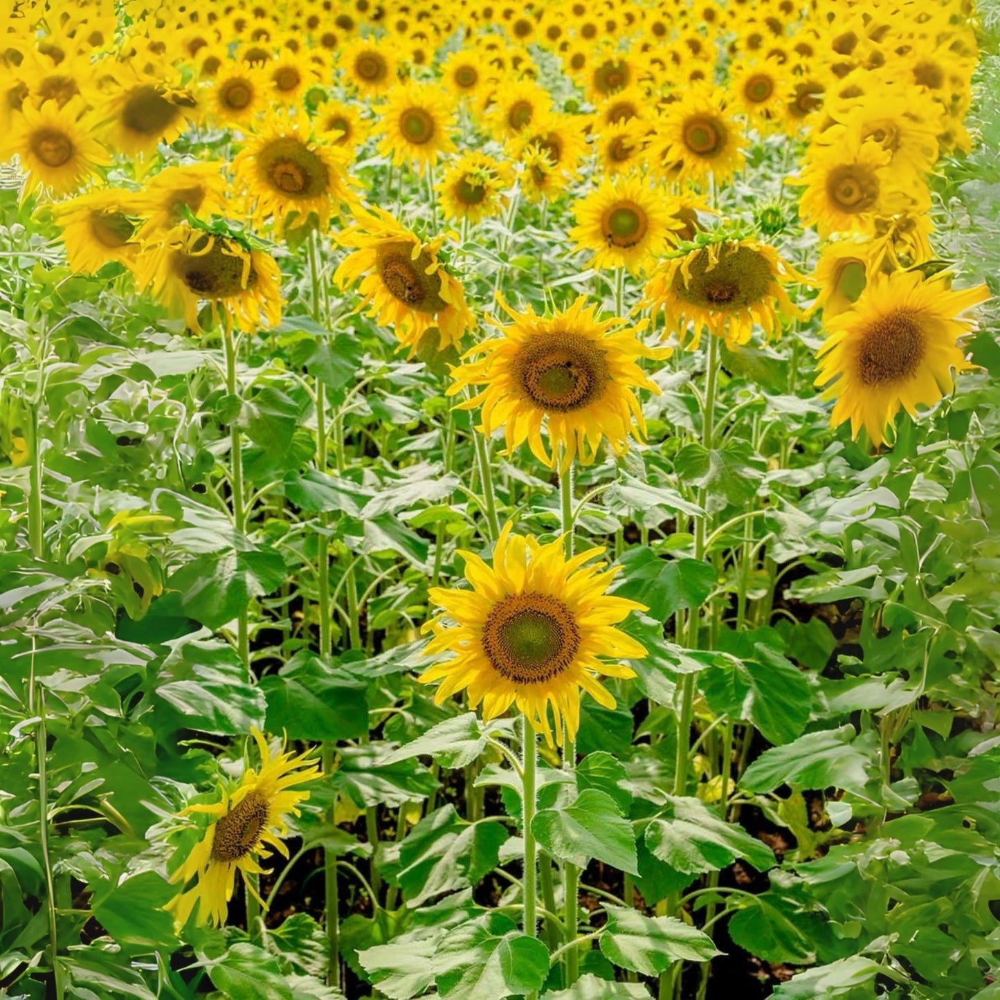 Sunflower Seeds - 100+ Count - Exotic Colors Mix - Helianthus annuus