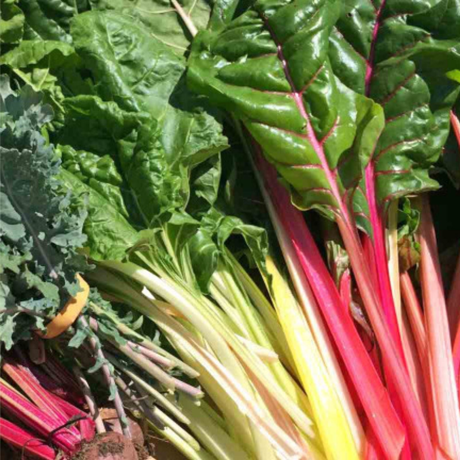 Rainbow Swiss Chard Seeds - 100% Non-GMO Heirloom Beta vulgaris subsp. cicla - Colorful Vegetable Garden Seeds
