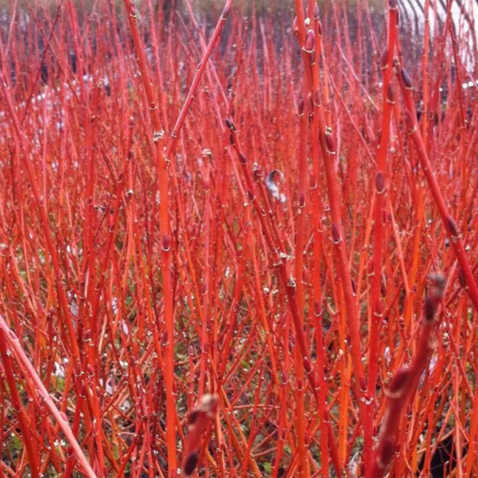 Red Flame Willow Trees 3 Gallon - Stunning Red Foliage - Salix purpurea - Ornamental Tree for Landscaping