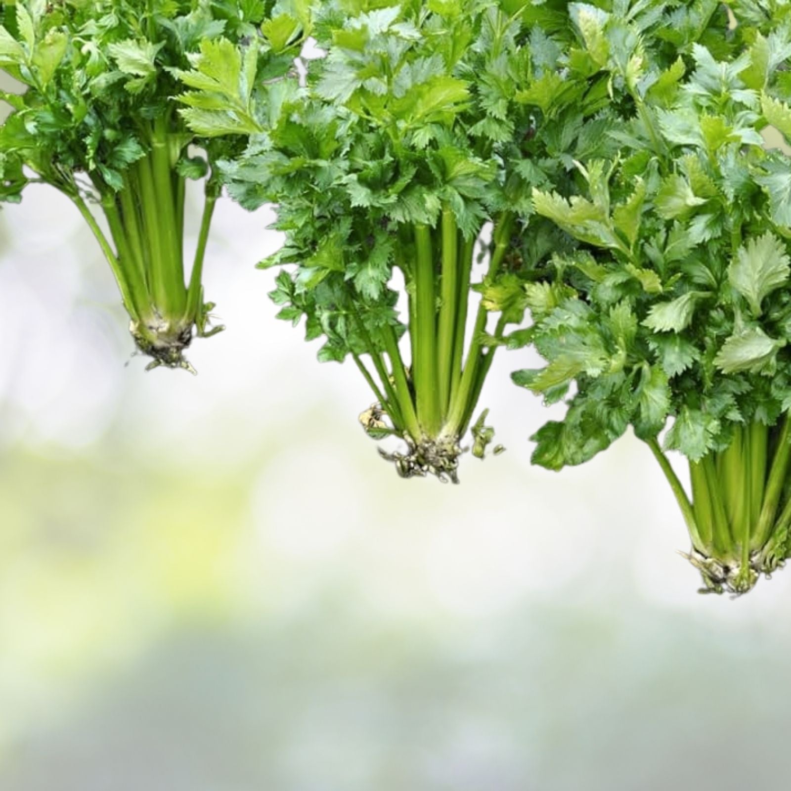 Golden Celery Seeds | NON-GMO Heirloom | Fresh Garden Seeds | Apium graveolens