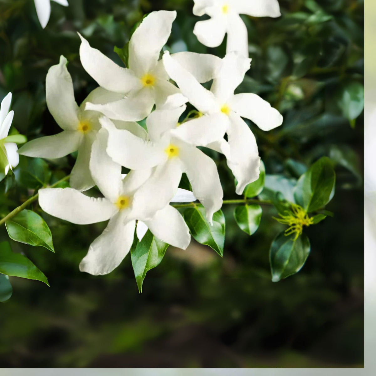 Green-Confederate-Star-Jasmine-Live-Plants-6-8-Inch-Trachelospermum-jasminoides-No-Pot-Shipping