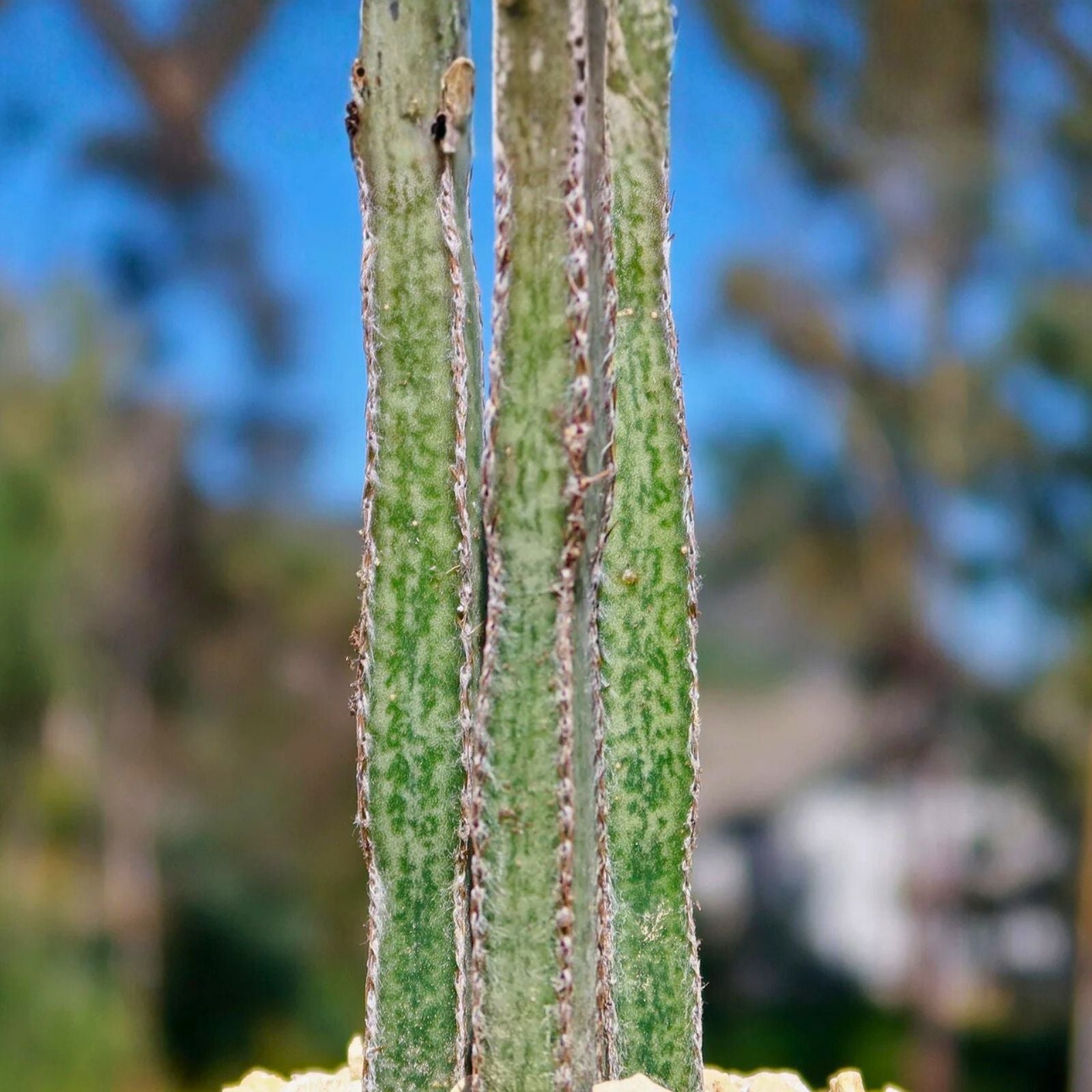 Rare Peniocereus greggii Succulent Plant Pups - Desert Cactus Variety - Unique Succulent Propagation Lot 1