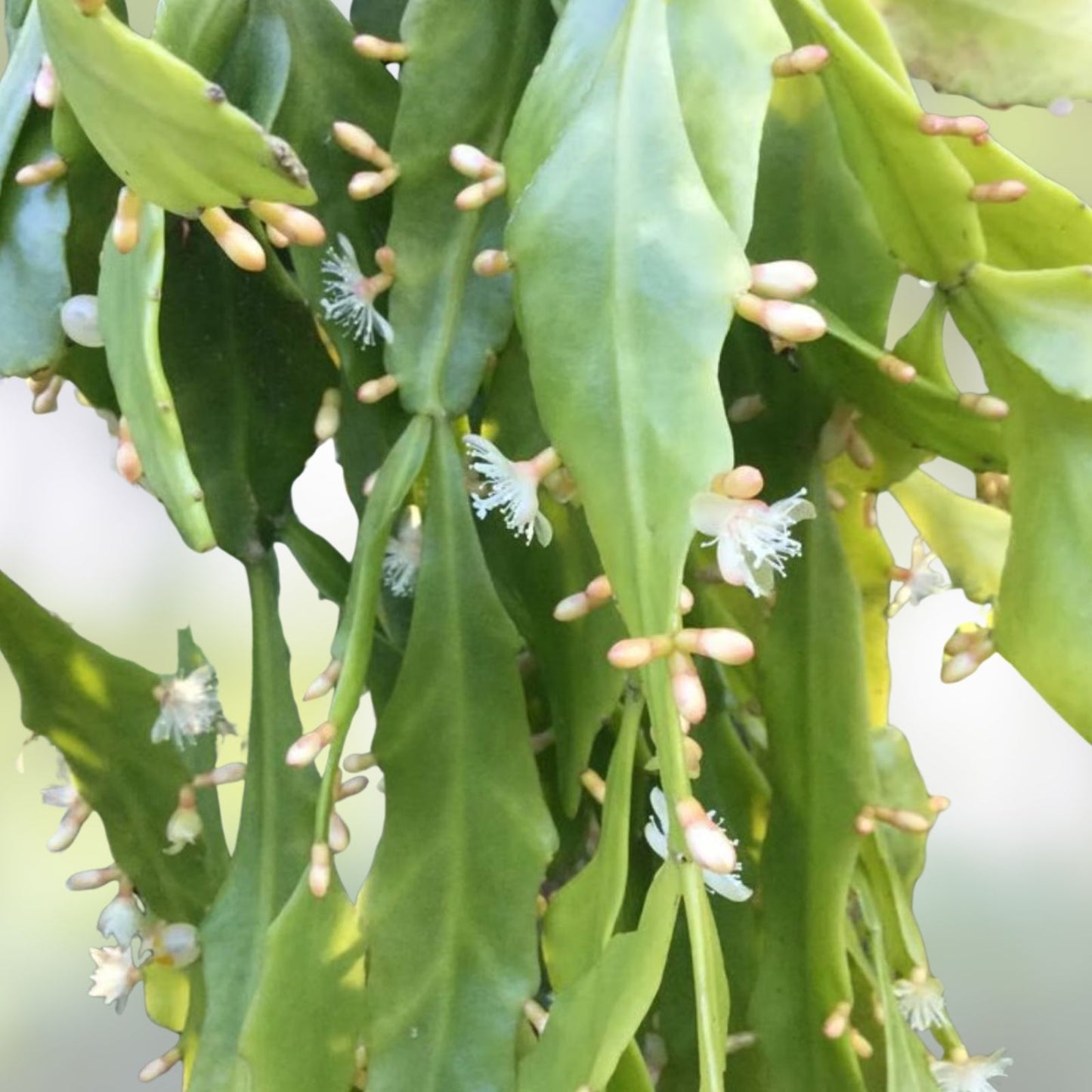 Rare Rhipsalis goebeliana Cuttings – 4 Jungle Cactus Plantlets, 6” Long, Unique Indoor Plant for Collectors