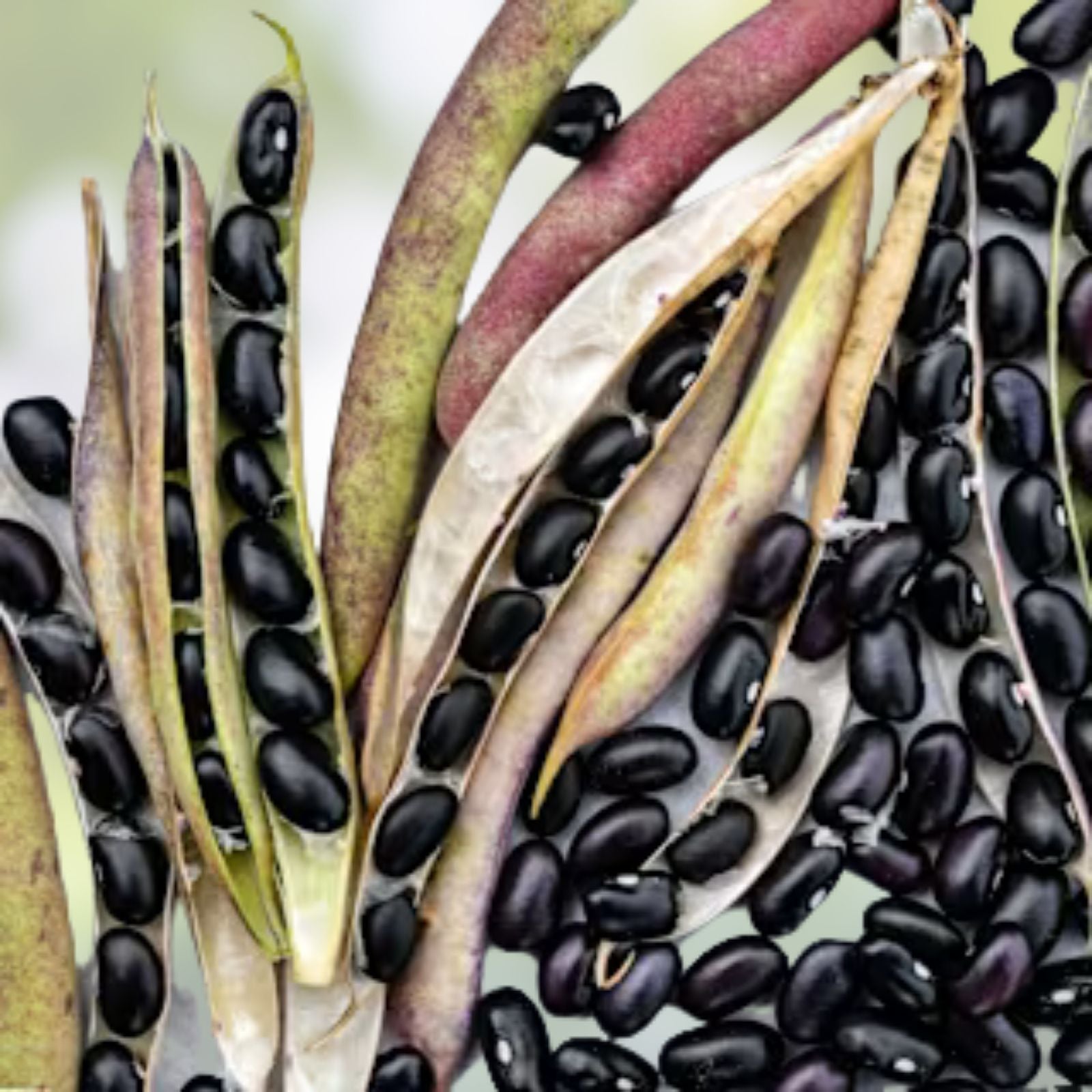 Black Turtle Pole Bean Seeds – Heirloom Variety, 20+ Seeds, Phaseolus vulgaris, Gardening and Cooking Supplies