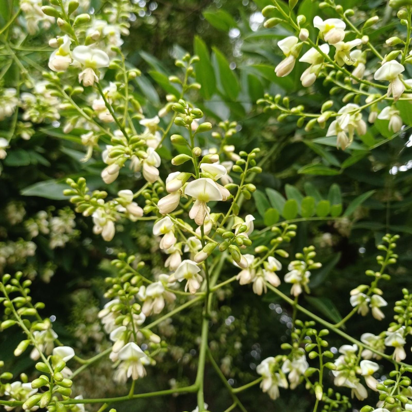 Japanese Pagoda Tree Seeds - 10 Count - Styphnolobium japonicum - Ornamental, Hardy Tree Seeds for Gardening and Landscaping