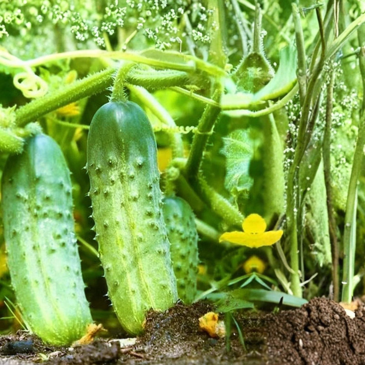 Pickling Cucumber Seeds 100 Pack Non-GMO National Heirloom Cucumis sativus for Home Garden, Fresh Pickles