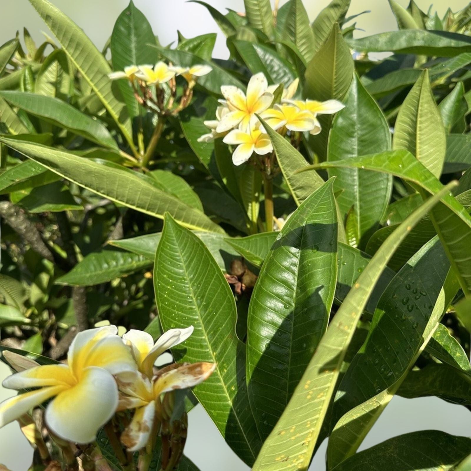 Yellow Plumeria Starter Cutting, Triple Head, Fresh Plant Cutting, Plumeria spp.
