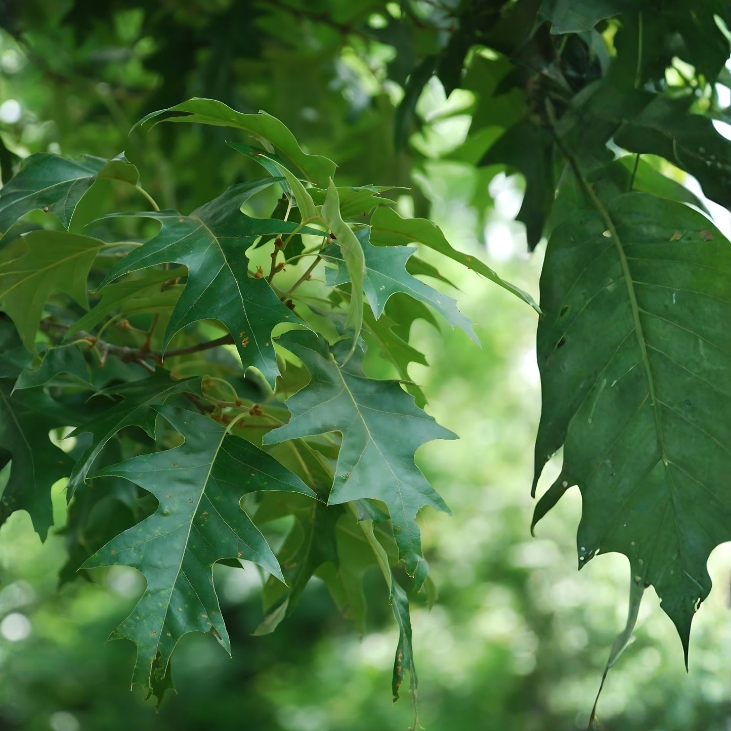 Cherrybark Oak Tree Live Plant Bare Root 12-16 Inches Quercus pagoda Missouri Grown Zone 5-9