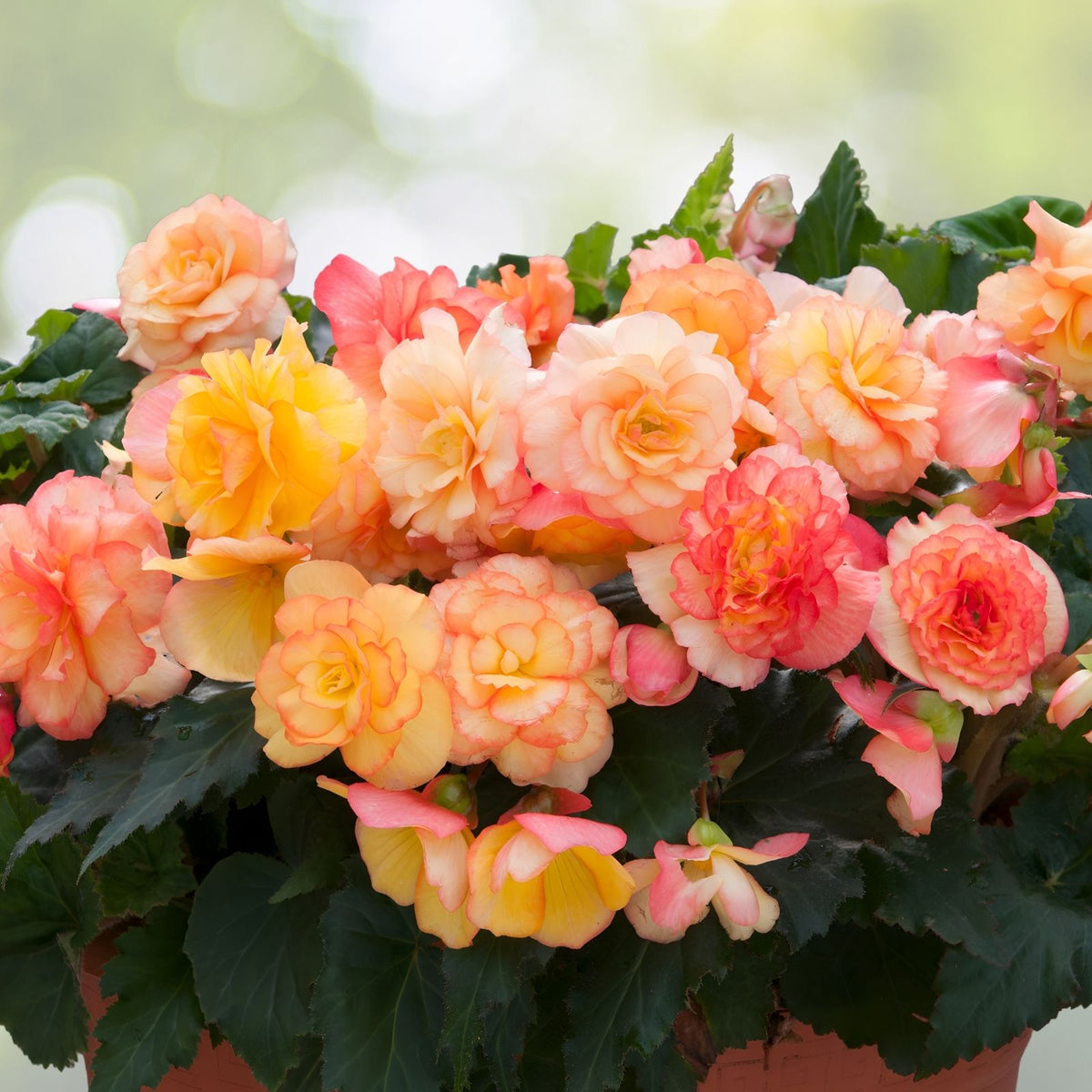 Dusk Nectar Begonia Seeds 45 or 125 Count Non-GMO Flower Seeds Indoor Outdoor Begonia spp.