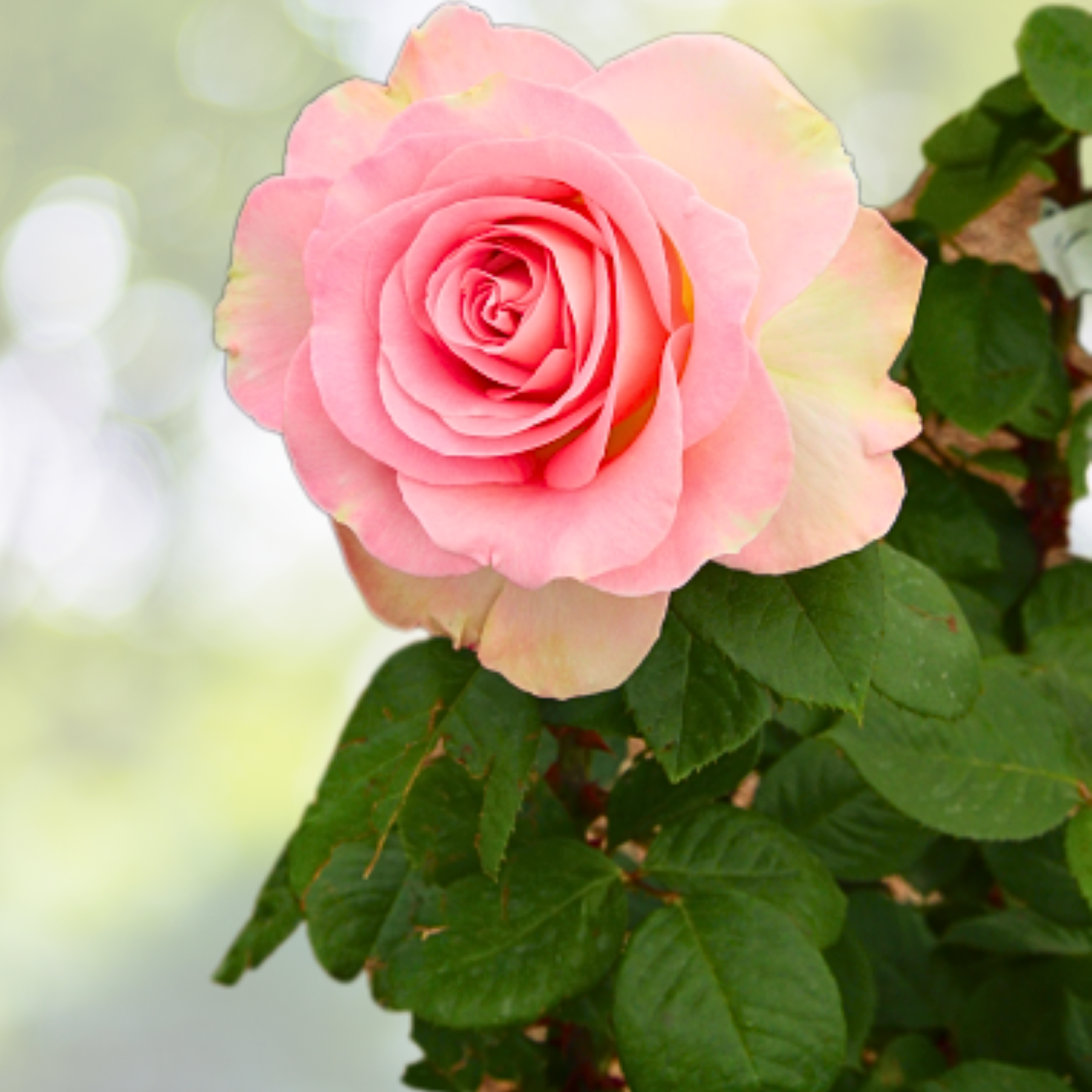 20pcs "FALL IN LOVE" Rose Seeds - Fast Germination, Easy Care, Garden Planting - Rosa spp.