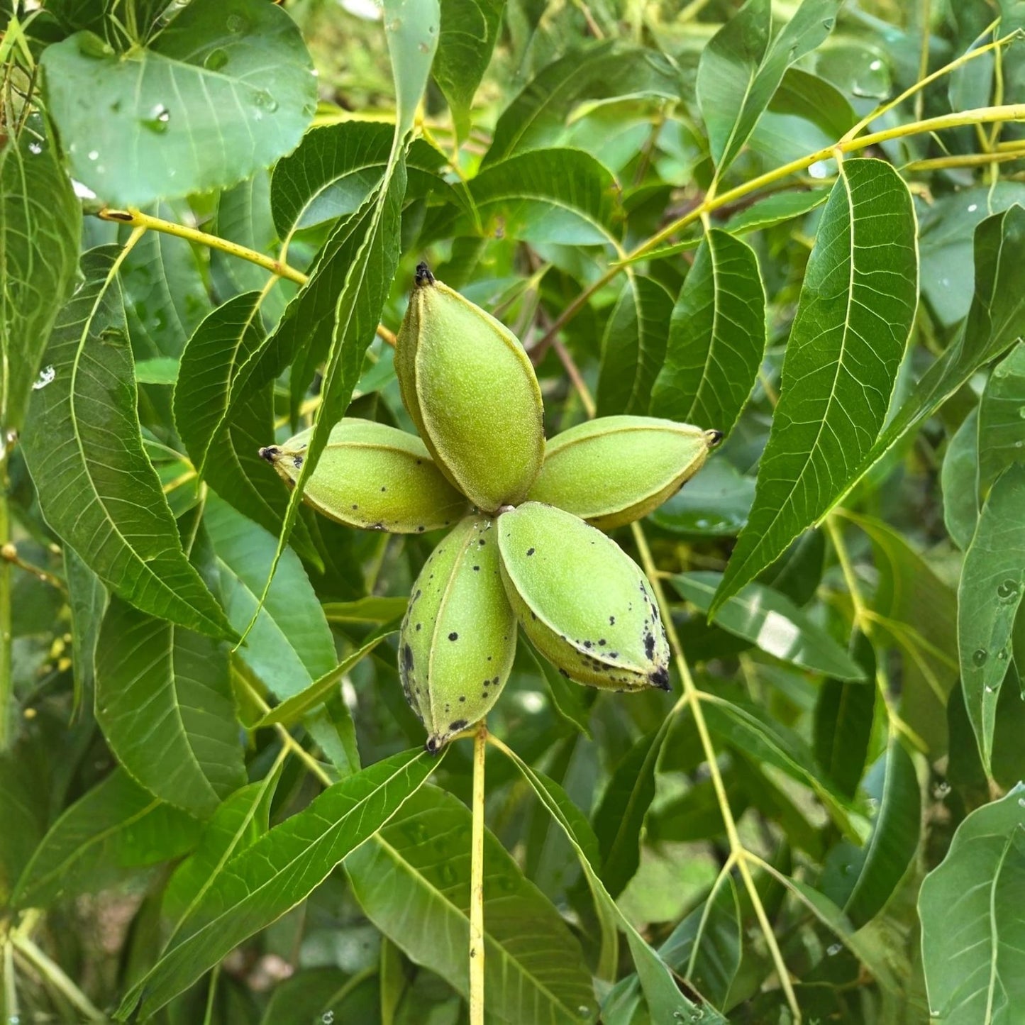 Pecan Seedlings - 5 Live Green Cuttings for Propagation - Carya illinoinensis - Non-Rooted Pecan Tree Clones