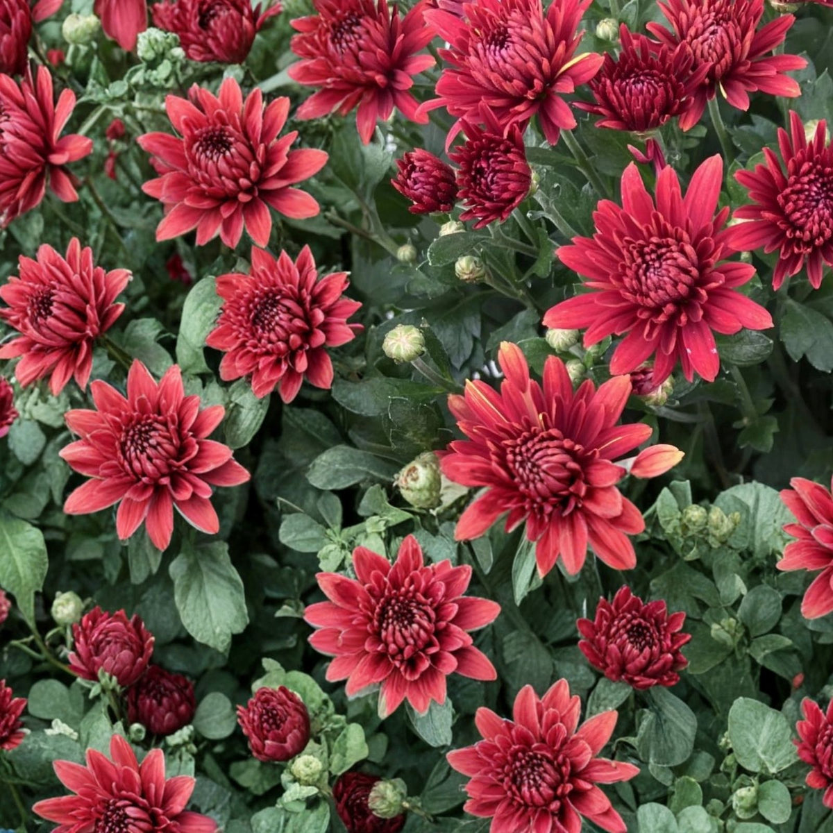 Sublime Cherry Mum Seeds 200+ Annual Chrysanthemum Flower Seeds Vibrant Cherry Color Chrysanthemum indicum