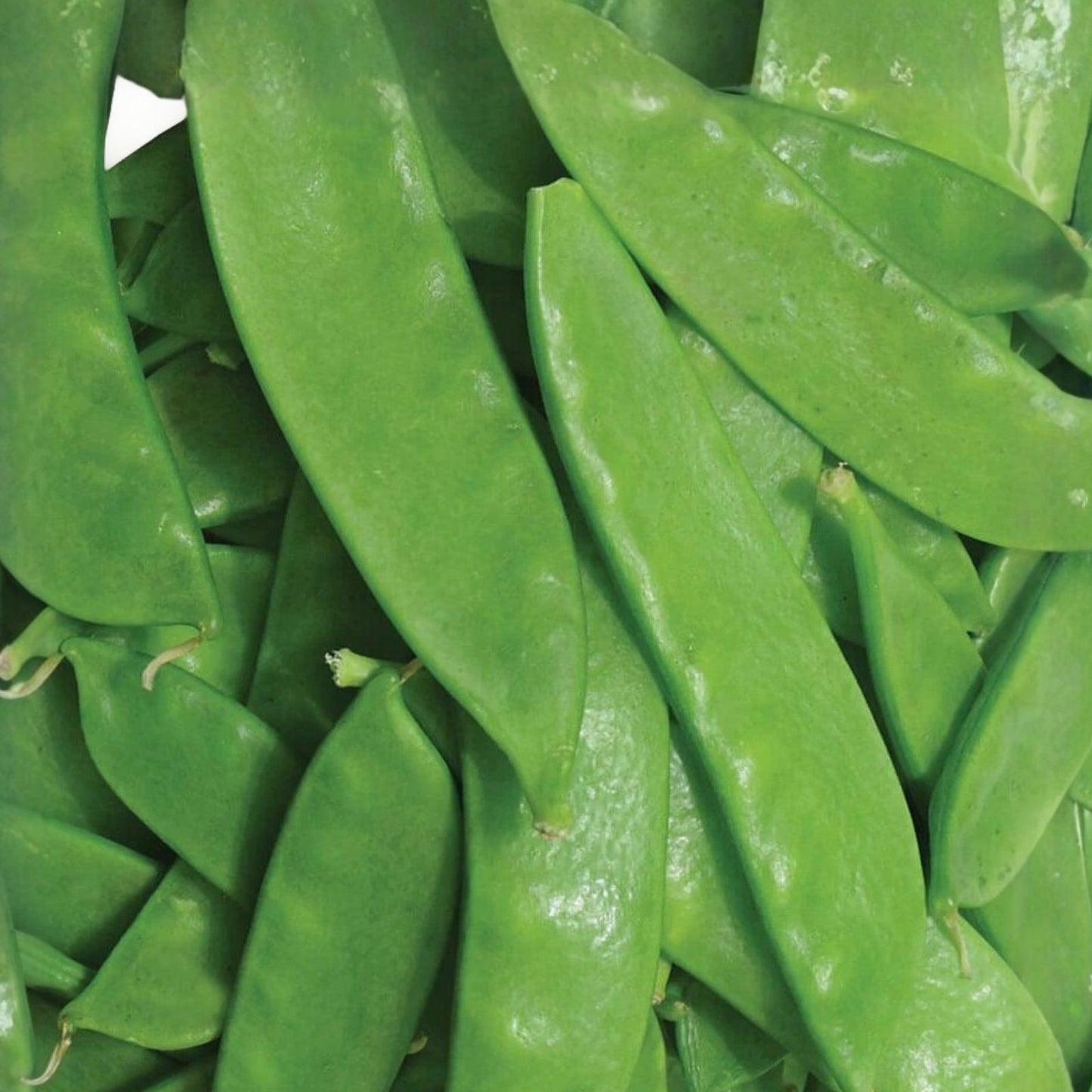 Thomas Laxton Peas Seeds - Heirloom Variety for Salads & Cooking - Pisum sativum - 20+ Seeds