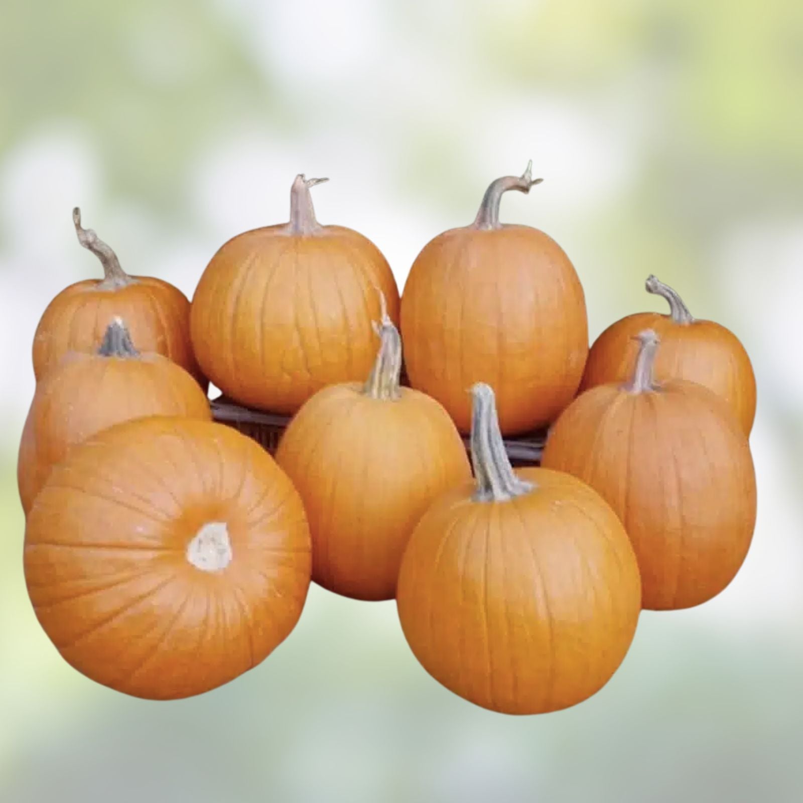 Pumpkin Seeds for Planting – Apprentice Variety – Cucurbita pepo – 10 Seeds – 1 Pound Organic Gardening Seeds