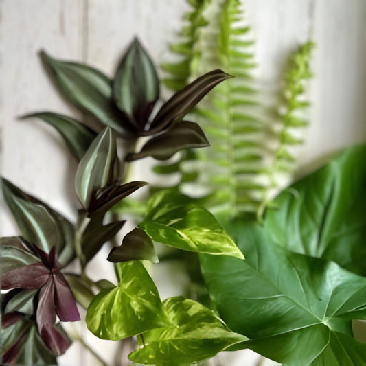 12 Rooted Plant Cuttings Ferns Wandering Jew Pothos Arrowhead Vines Indoor Gardening Home Decor
