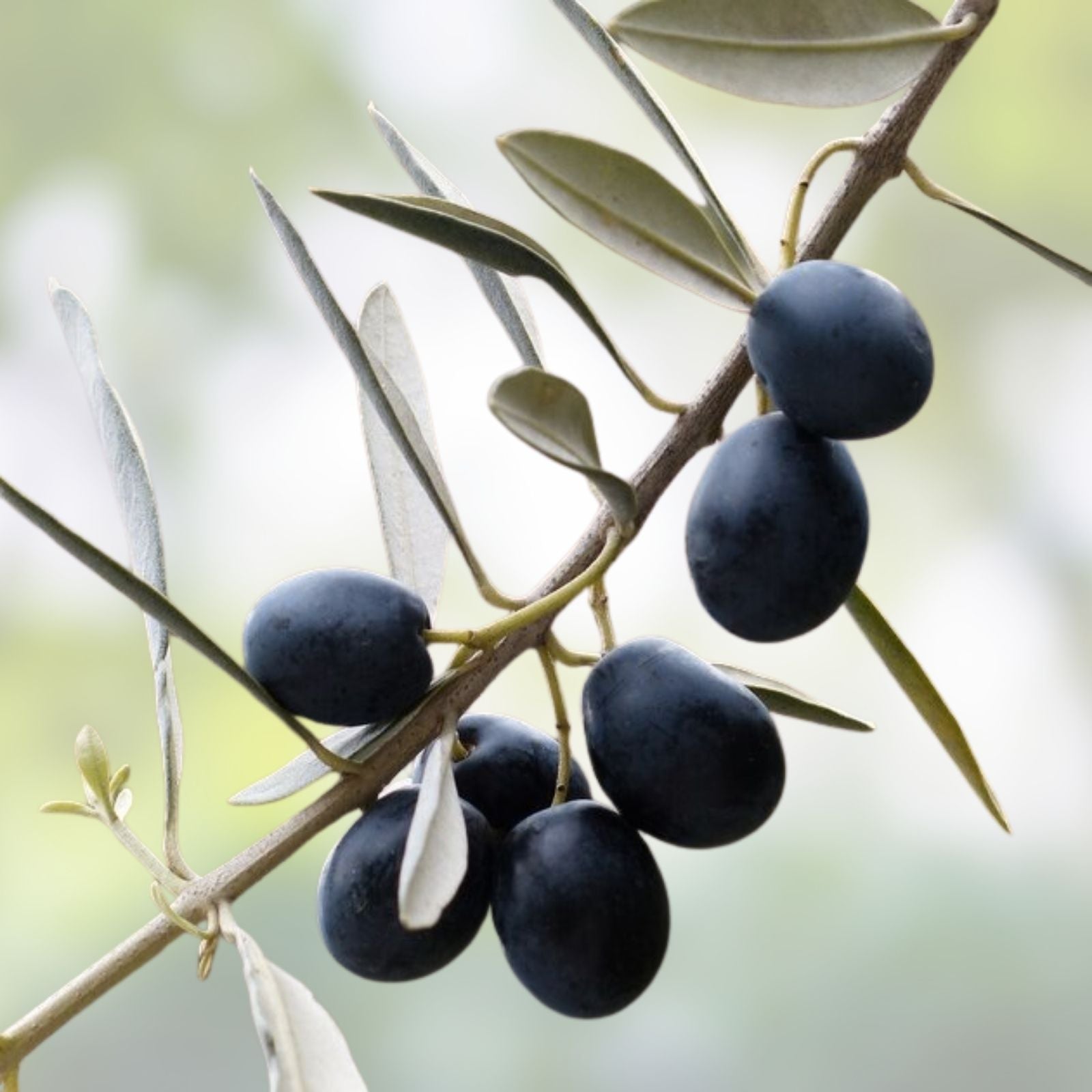 Canino Olive Tree Seeds 20 Pack Edible European Green/Black Fruit Olea Europaea Gardening Seeds