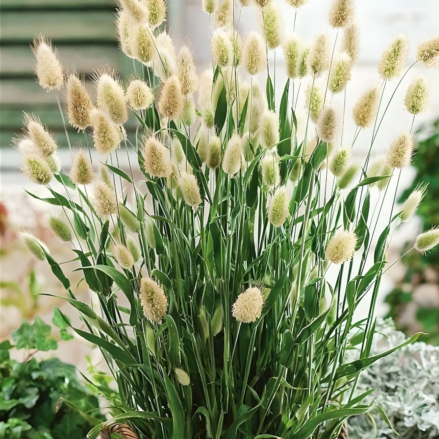 Bunny Tails Seeds 30 Pack - Ornamental Grass Lagarus Ovatus Drought-Tolerant Garden Decoration