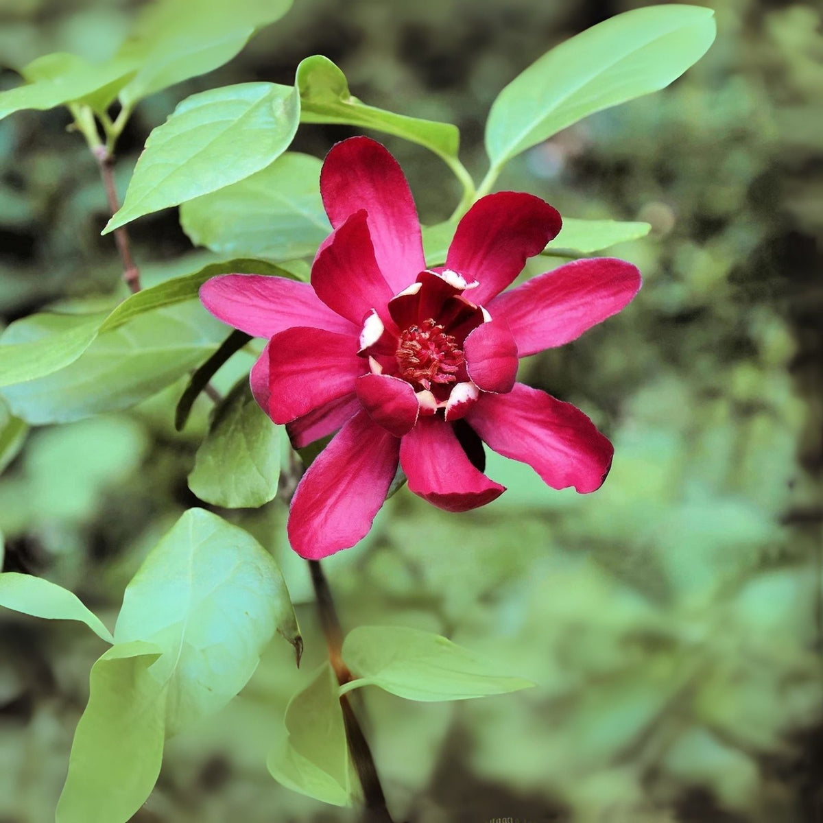Sweetshrub Seeds - 5 Pack - Carolina Allspice, Fragrant - Calycanthus floridus