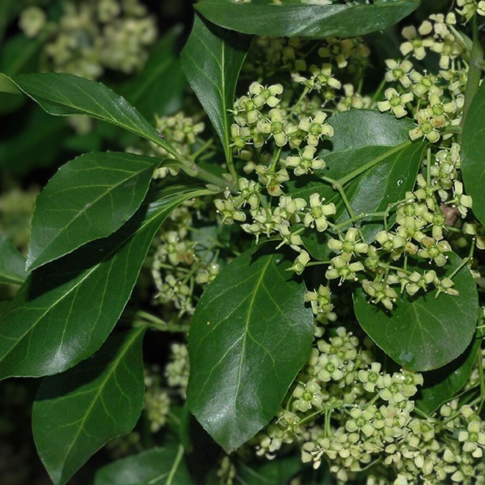 Winter Creeper Euonymus Cuttings Set of 12, Blonde Variegated, Evergreen Ground Cover for Landscaping and Garden Projects