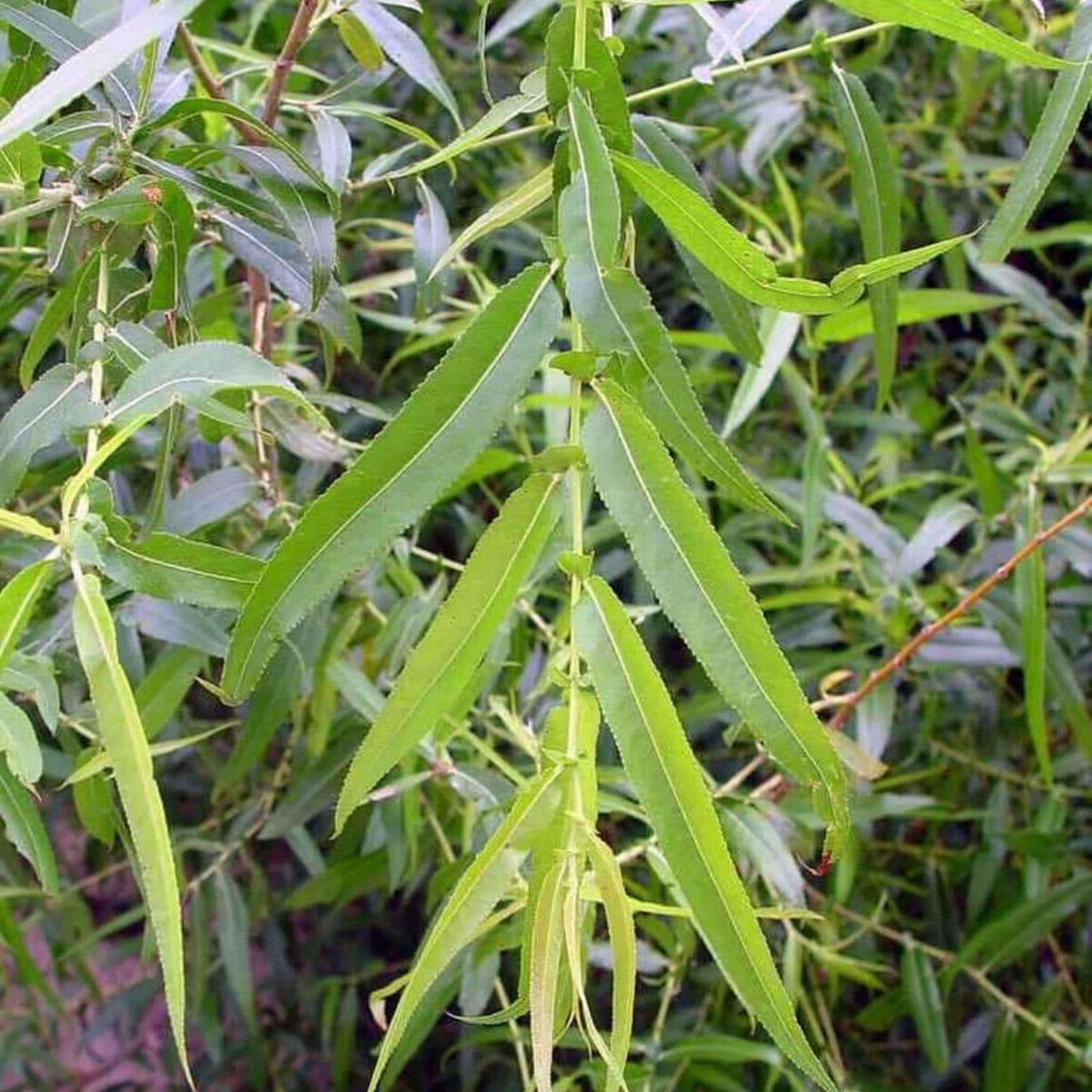 Black Weeping Willow Tree Cuttings - Rare Black Variety for Planting - Salix babylonica 'Black'