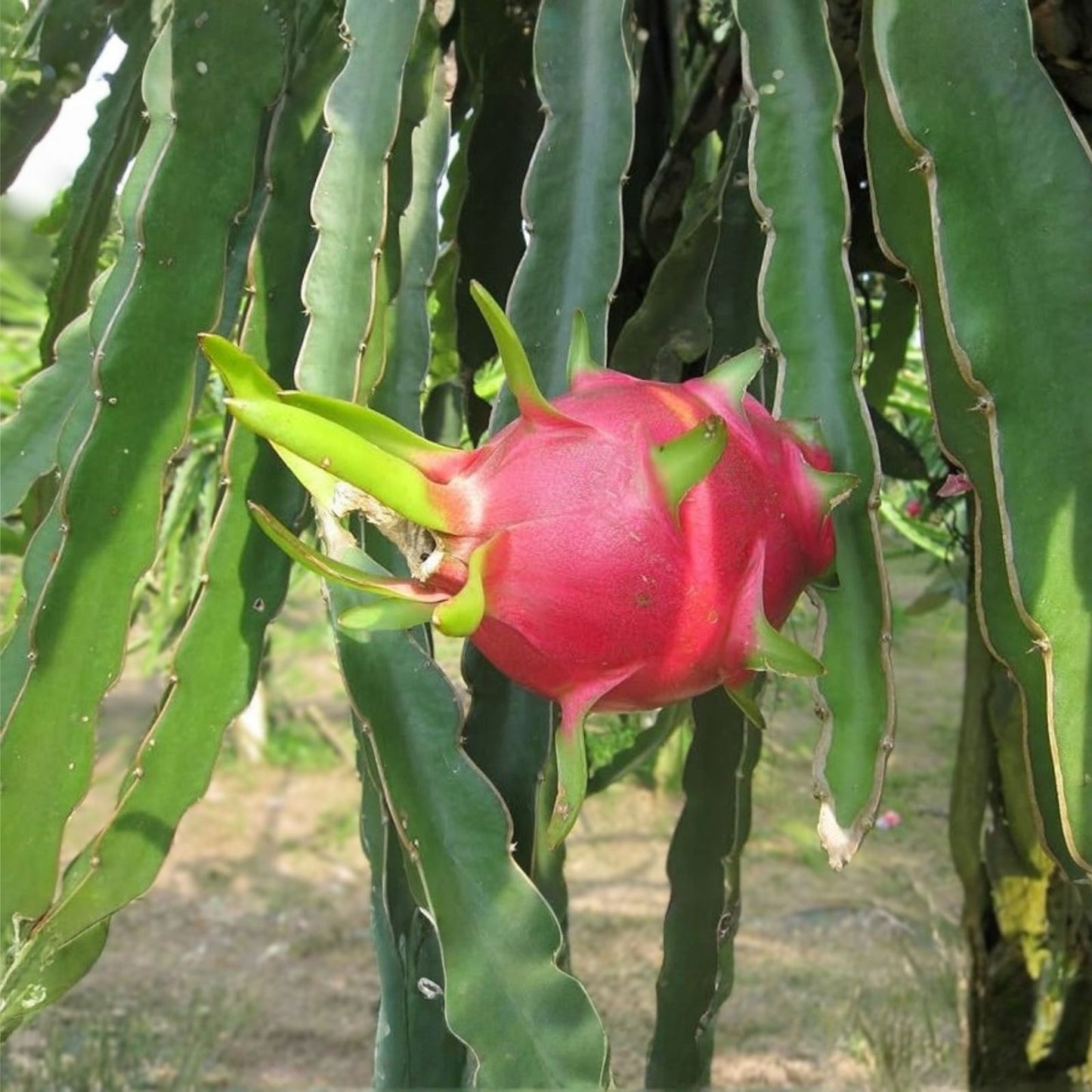 Dragon Fruit Cuttings 5 Pack Pink Skin Variety Hylocereus undatus Fresh Fruit Plant Clippings