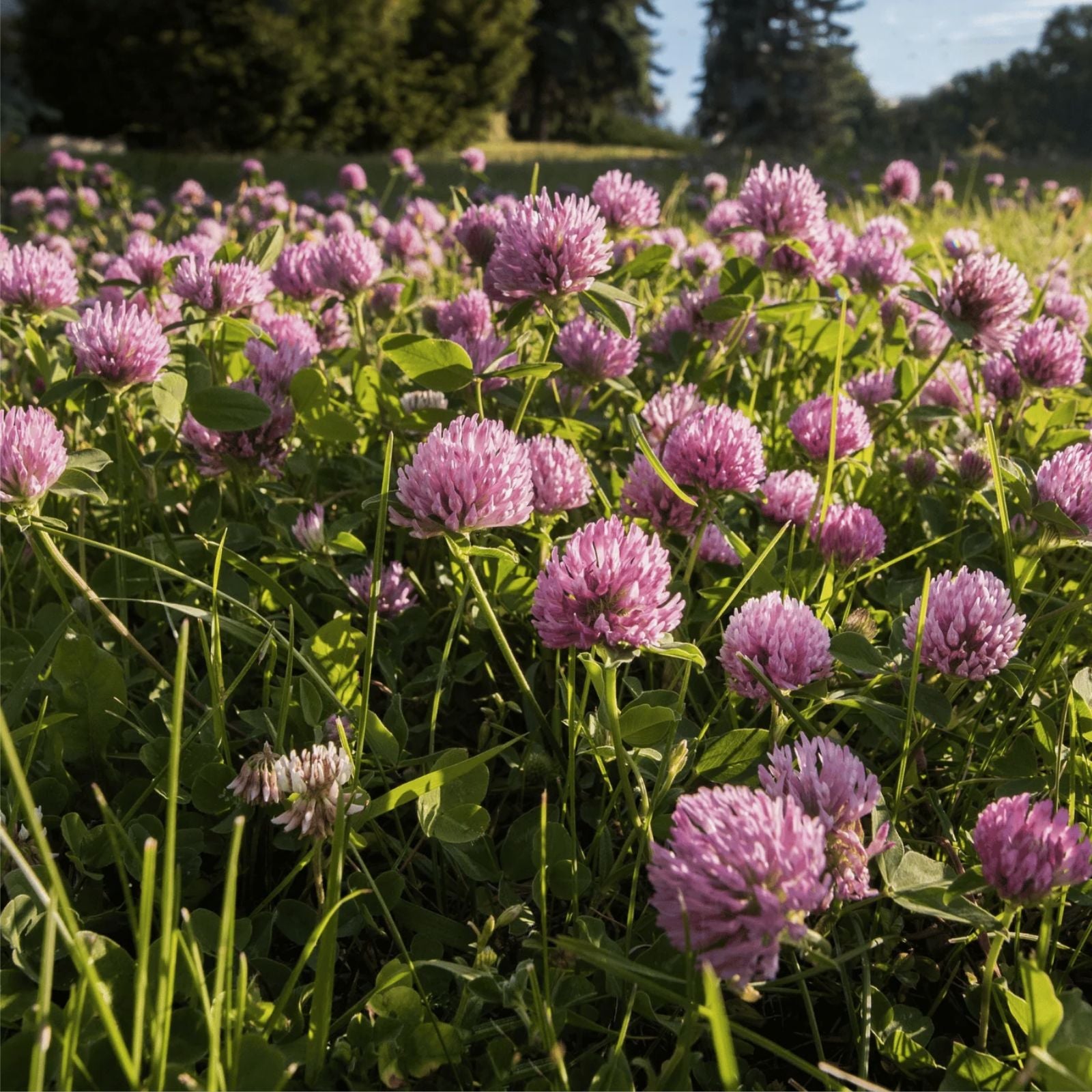 Red Clover Seeds 500+ | Cover Crop, Pasture Mix, Food Plot | Trifolium pratense | Live Plant, Bare Root, Cutting