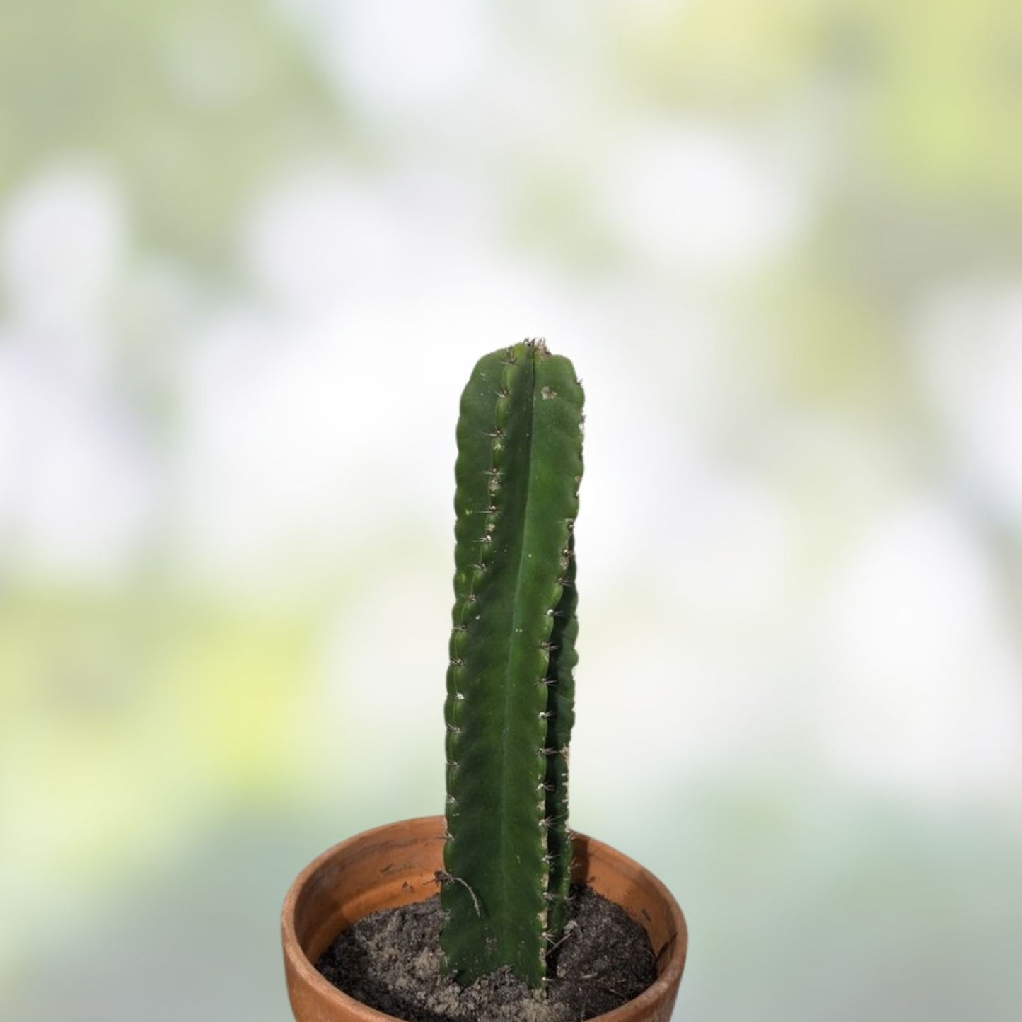 Cereus Peru Cactus Cutting - Succulent Plant - Indoor Decor - Cereus peruvianus - Easy Care Succulent Plant Cutting