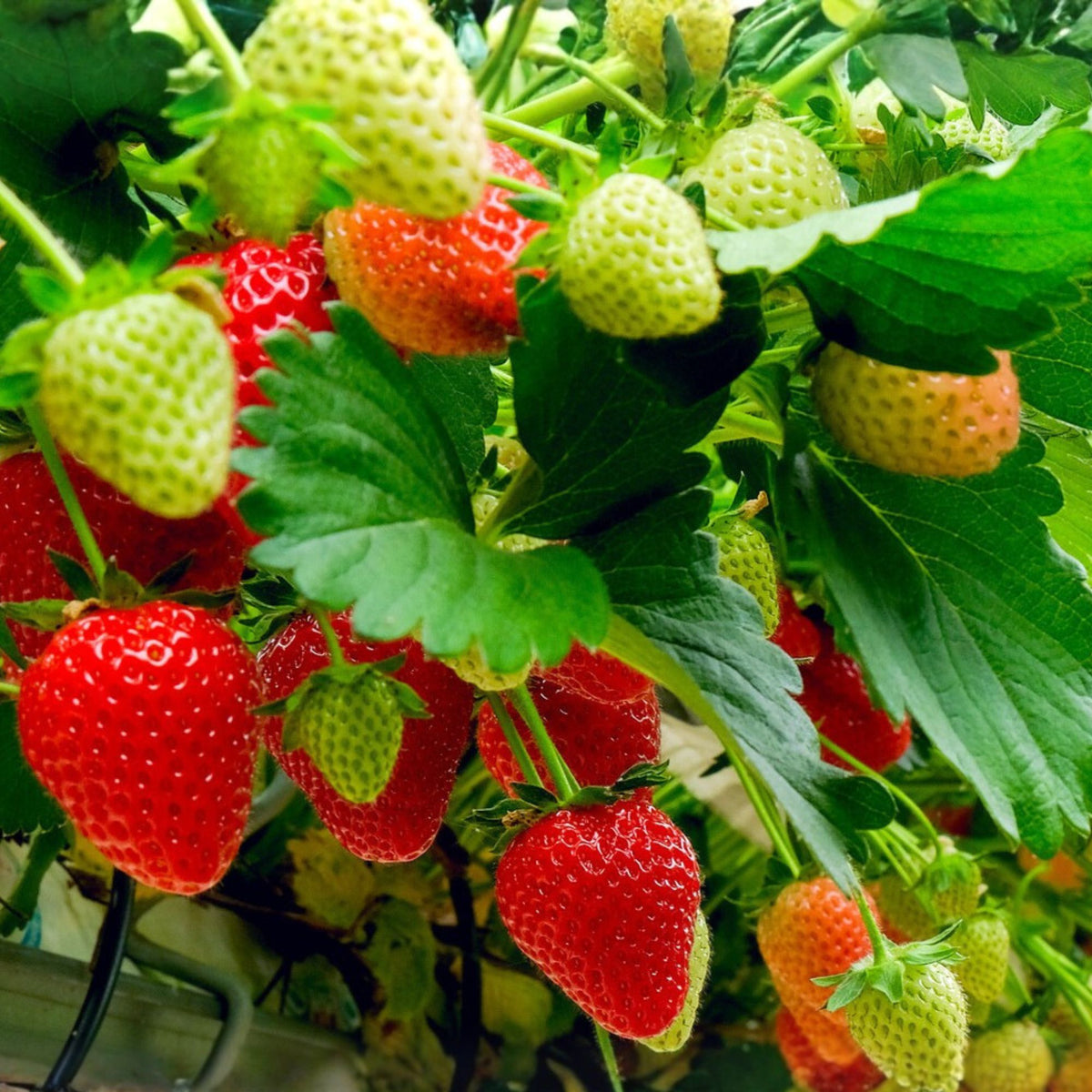 Junebearing Strawberry Plants - 10 Bare Root Perennial Plants - Allstar Variety (Fragaria x ananassa) - Large Sweet Berries