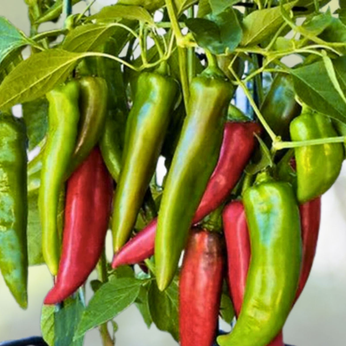 Big Jim Hot Pepper Seeds | Heirloom NON-GMO | Fresh Capsicum annuum Garden Seeds
