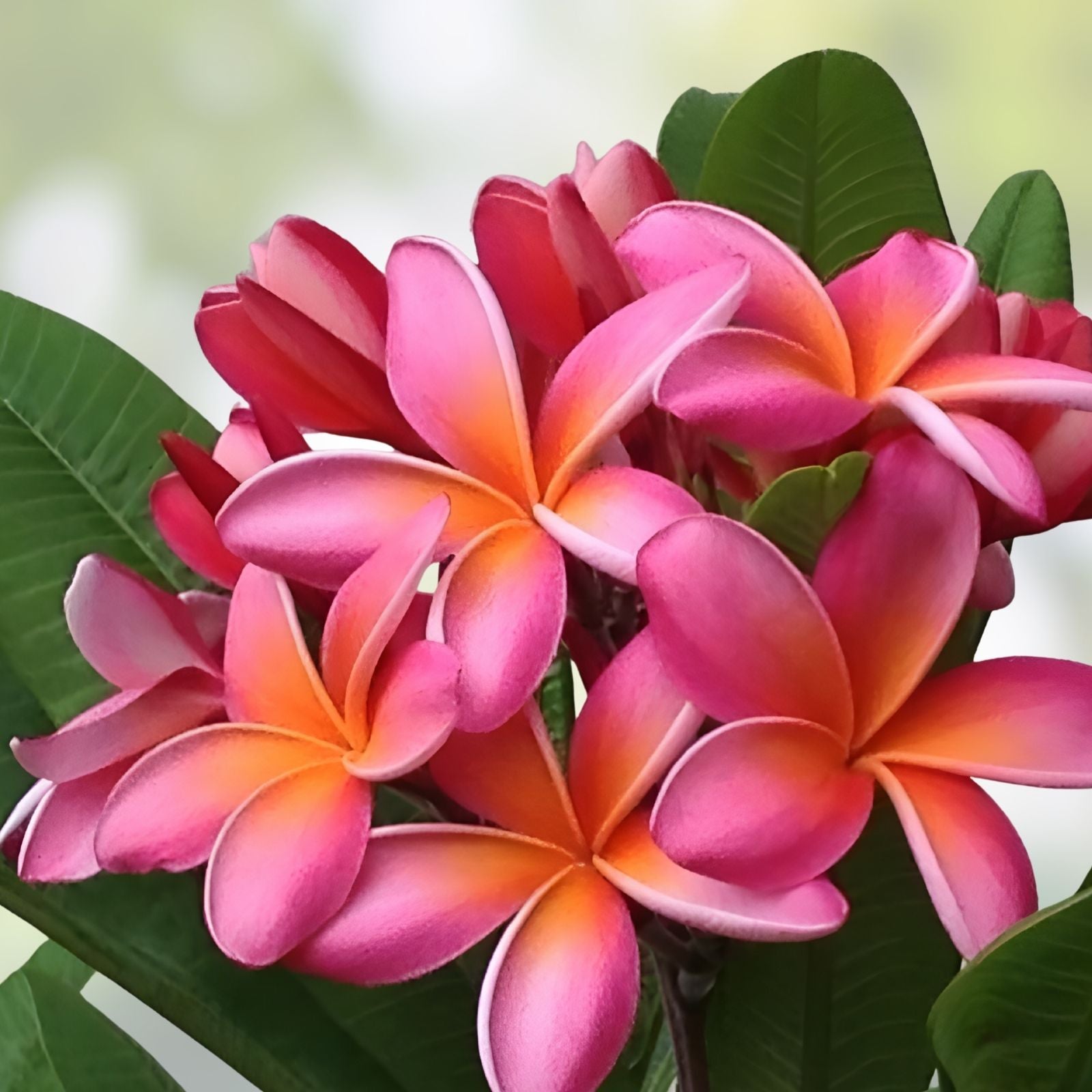 Rare Hawaiian Plumeria Cutting - Kaneohe Sunset - Fragrant Tropical Plant - Plumeria spp,