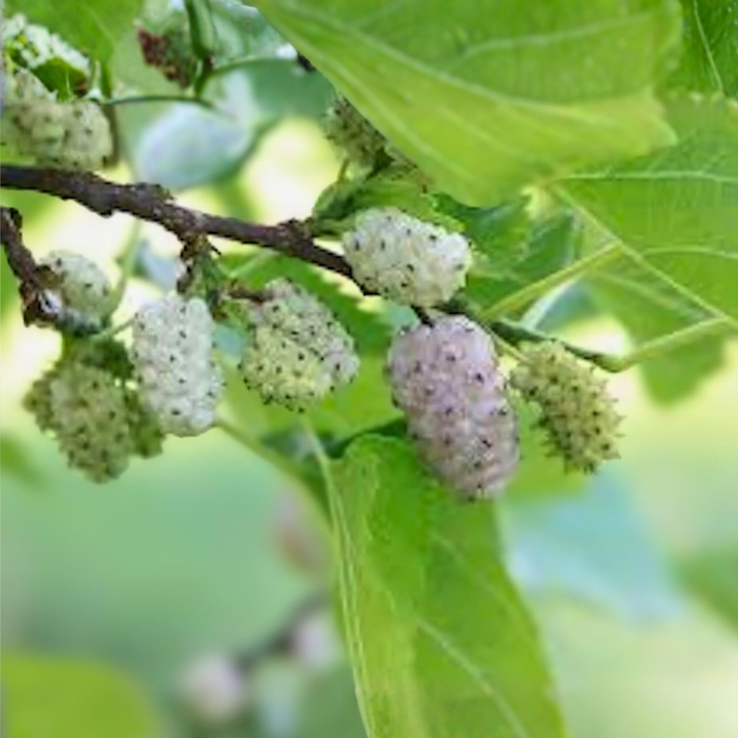 White Mulberry Tree 1-2ft Bare Root Morus alba Fast Growing Hardy Zones 3-9 Live Plant