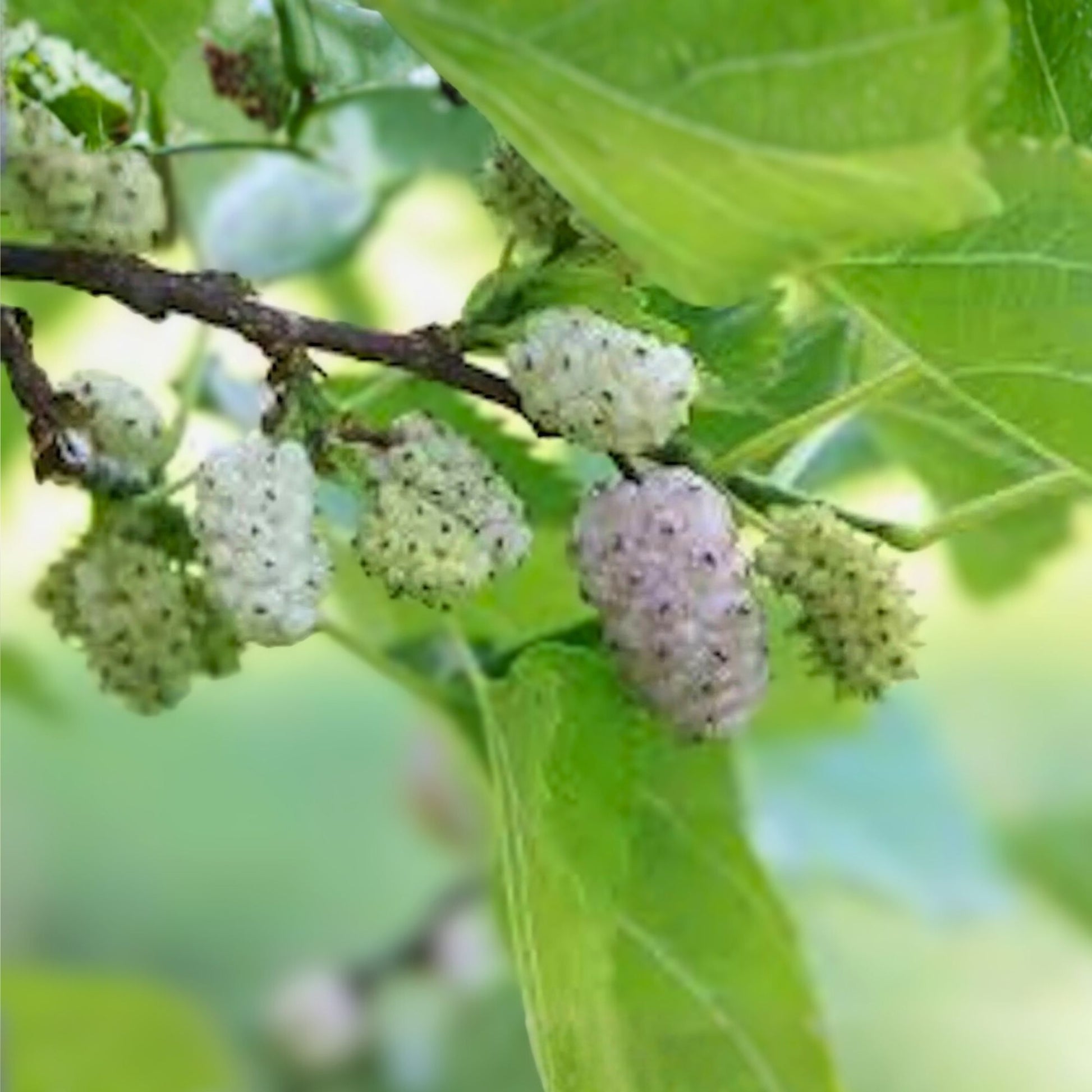 White Mulberry Tree 1-2ft Bare Root Morus alba Fast Growing Hardy Zones 3-9 Live Plant
