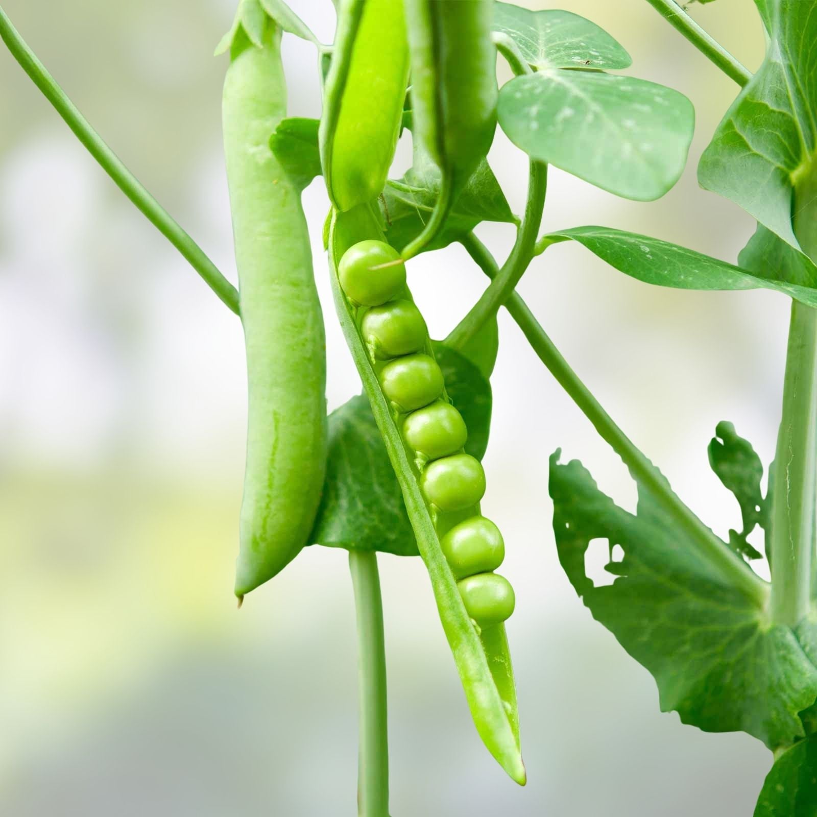 Heirloom Lincoln Pea Seeds – Non-GMO Organic Pisum sativum Vegetable Seeds for Garden, 20+ Peas, Perfect for Home Gardening