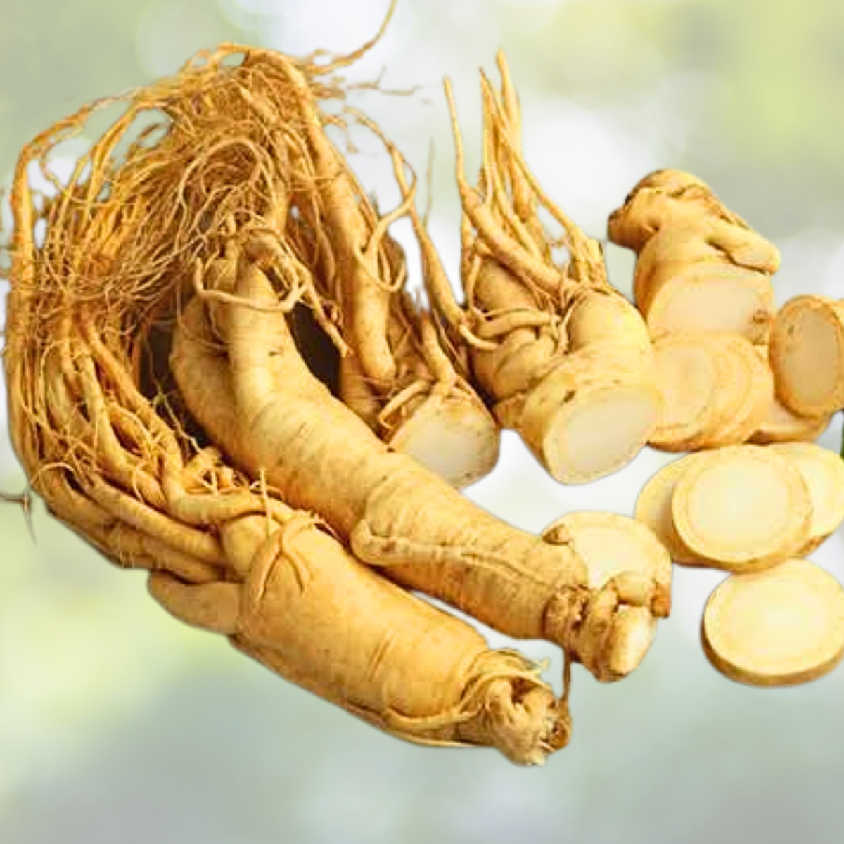 Asian Ginseng Seeds - 10pcs Medicinal Perennial Herb (Panax Ginseng) for Herbal Gardening and Health Benefits